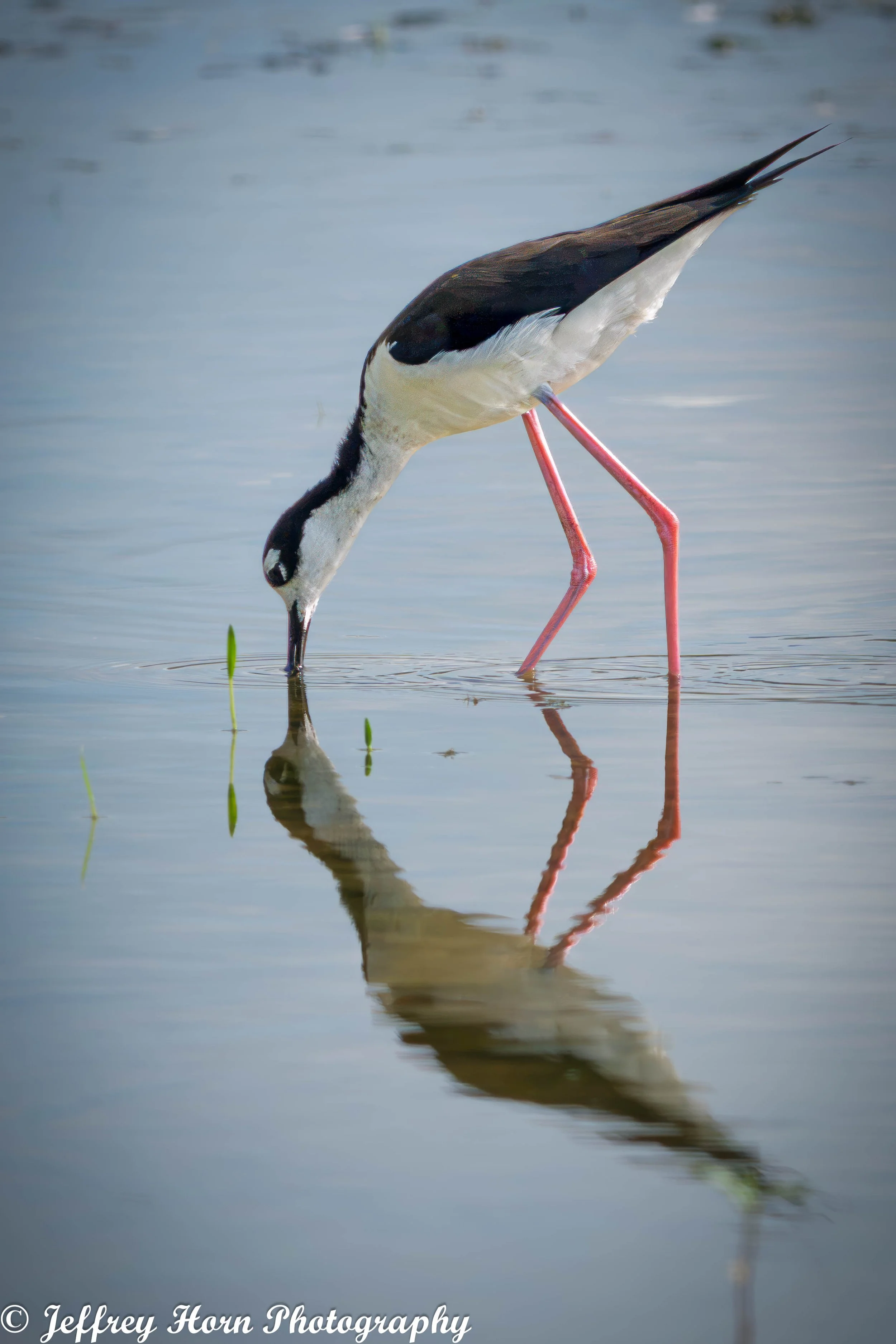 Black-necked Stilt hunting reflection-2.jpg