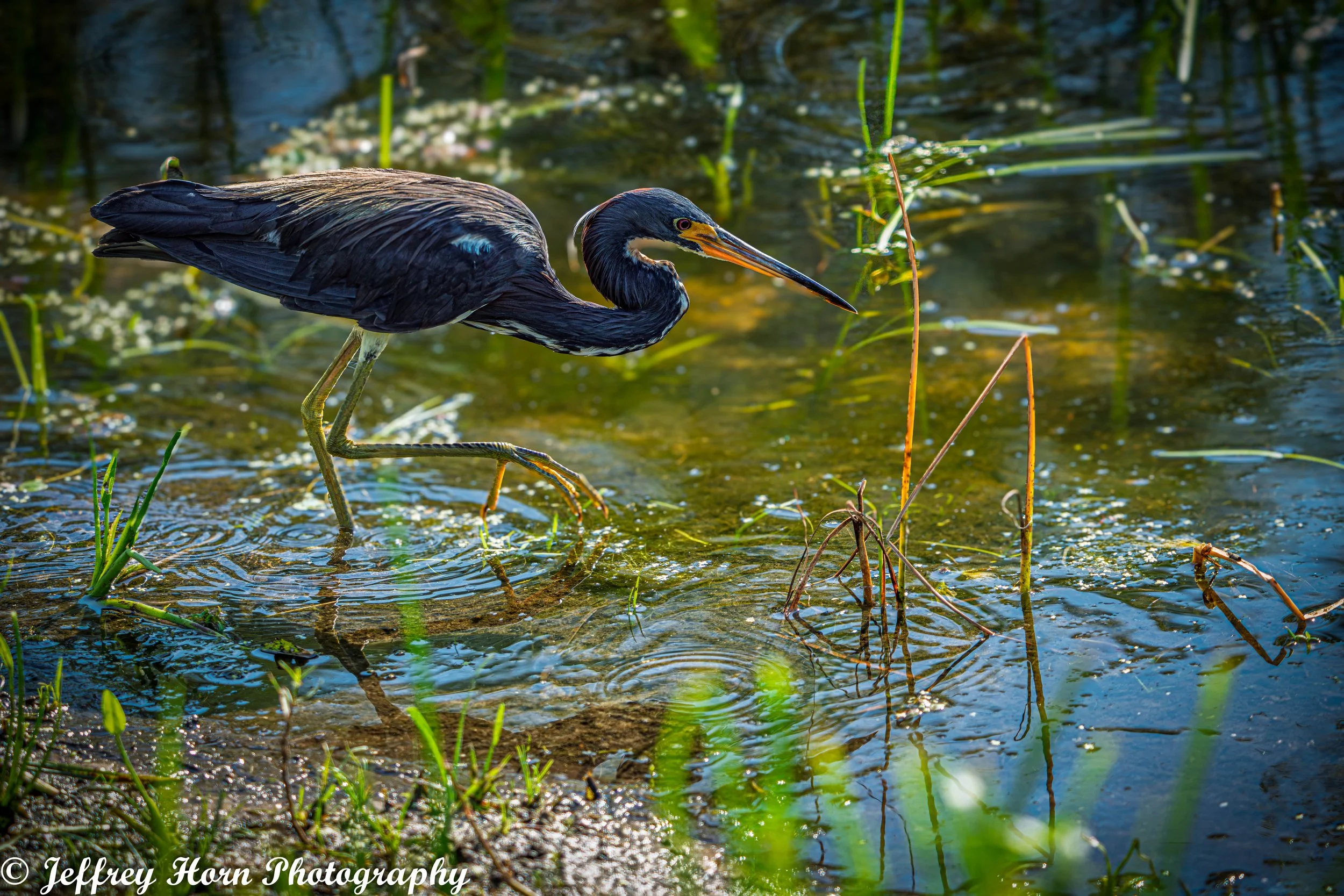 Tricolored Heron hunting-2.jpg