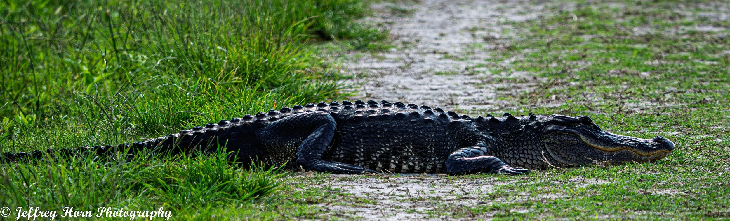 American Alligator lying down-3.jpg