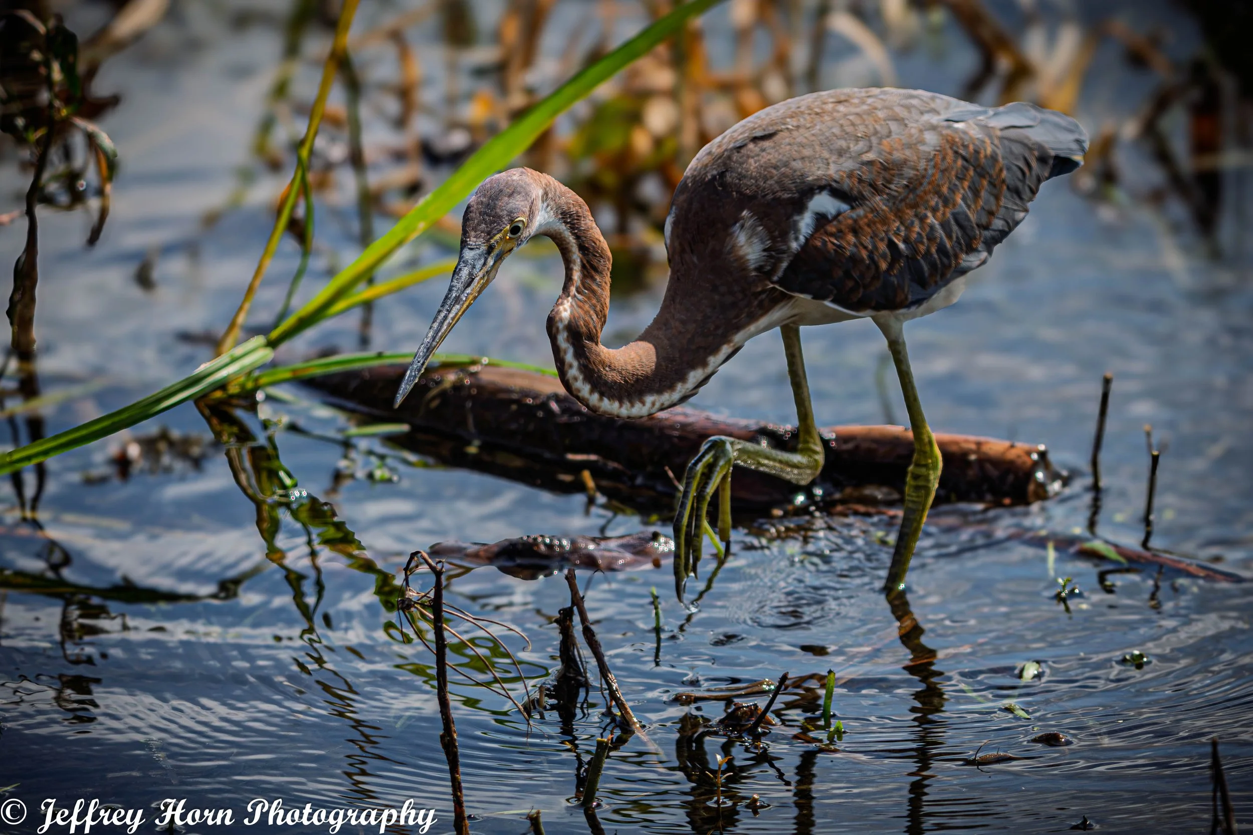 Junvenile Tricolored Heron hunting-1.jpg
