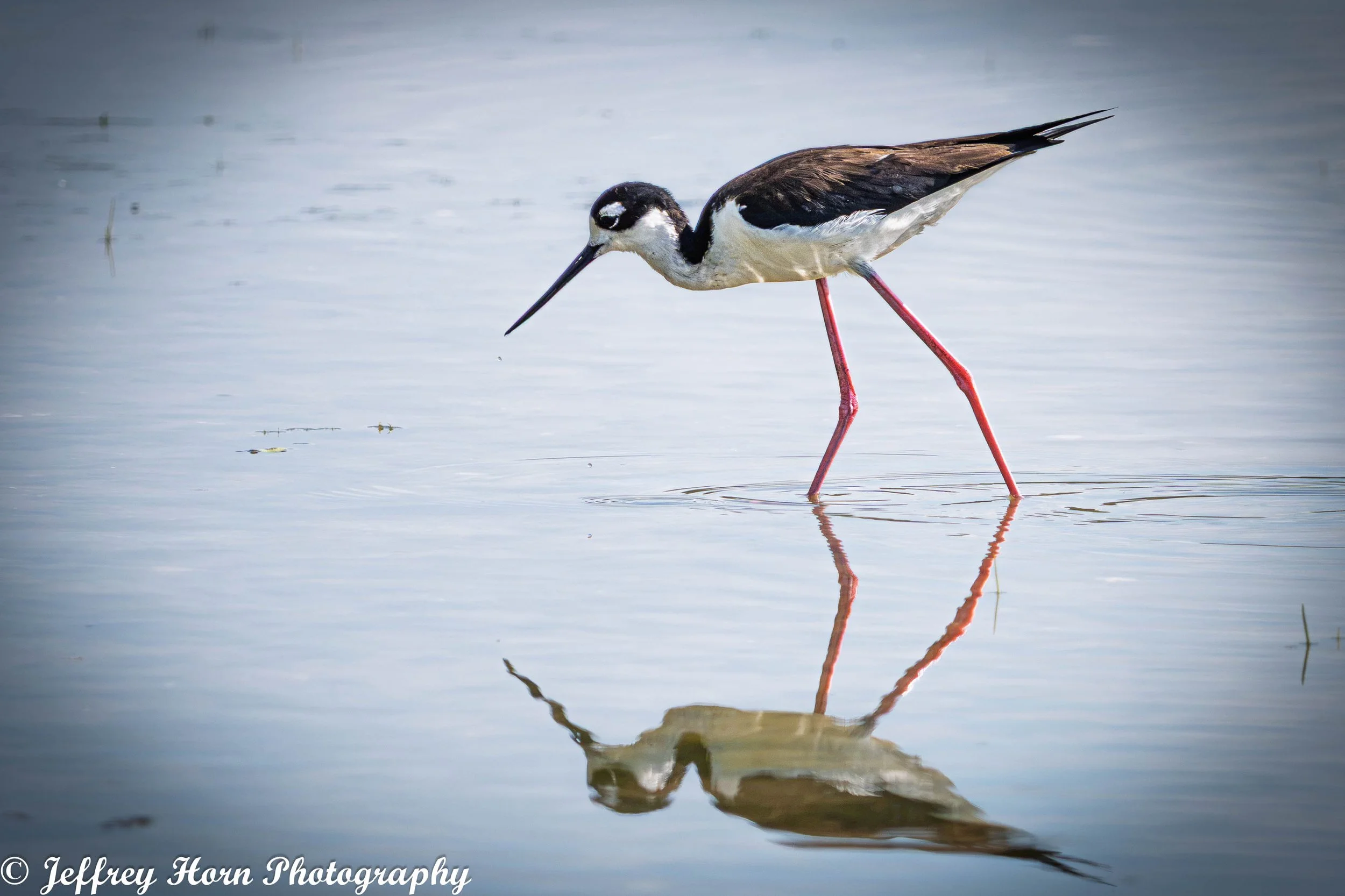 Black-necked Stilt hunting-1.jpg