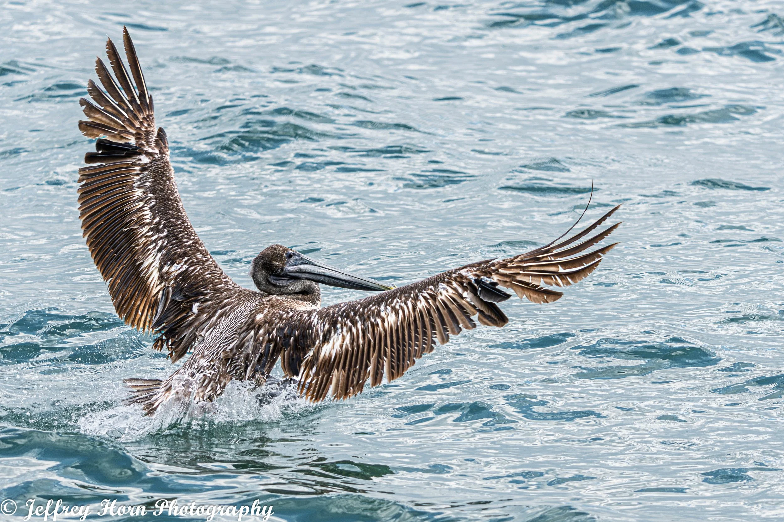 Brown Pelican landing on water-1.jpg