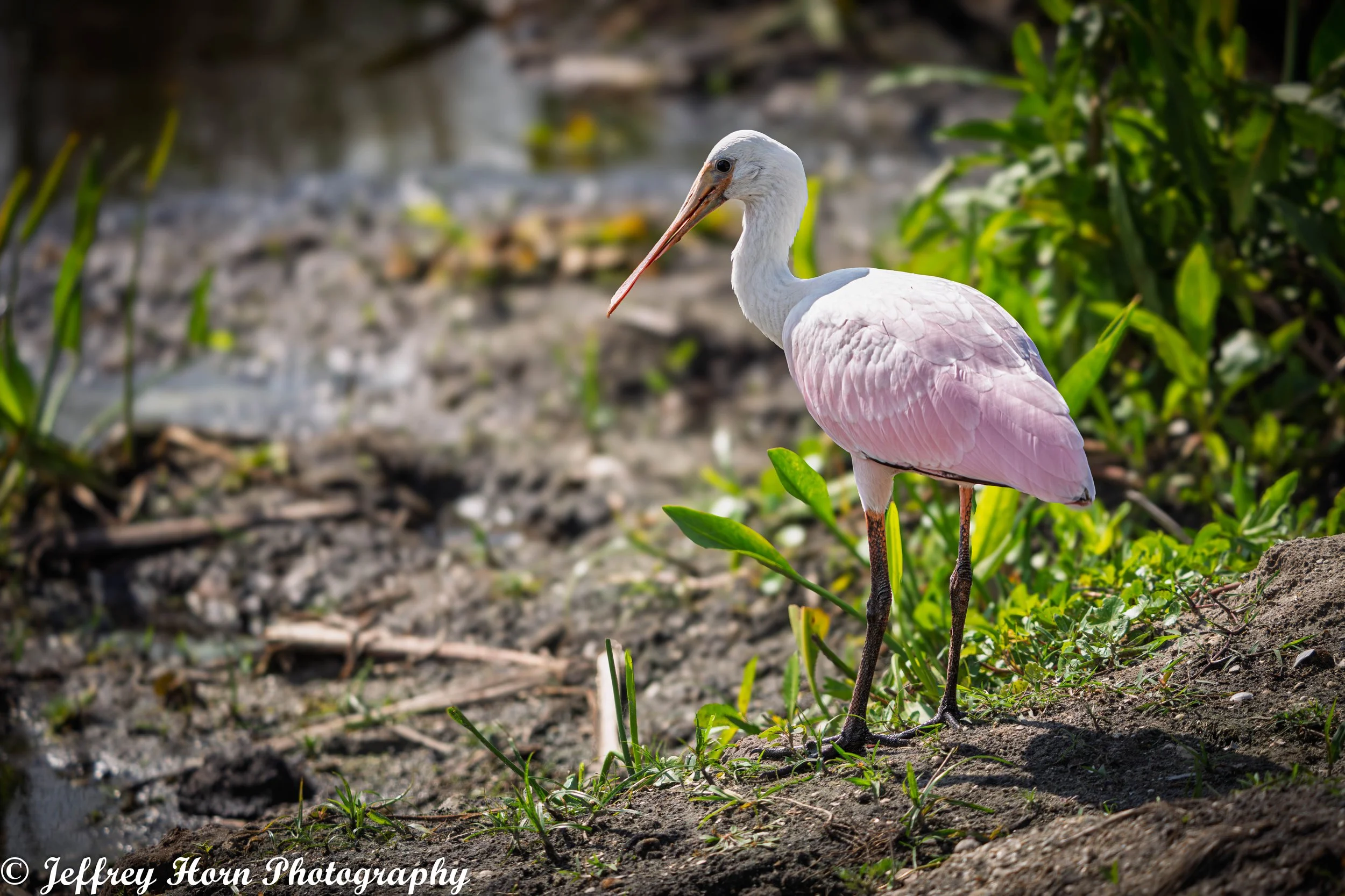 Roseate Spoonbill -1.jpg