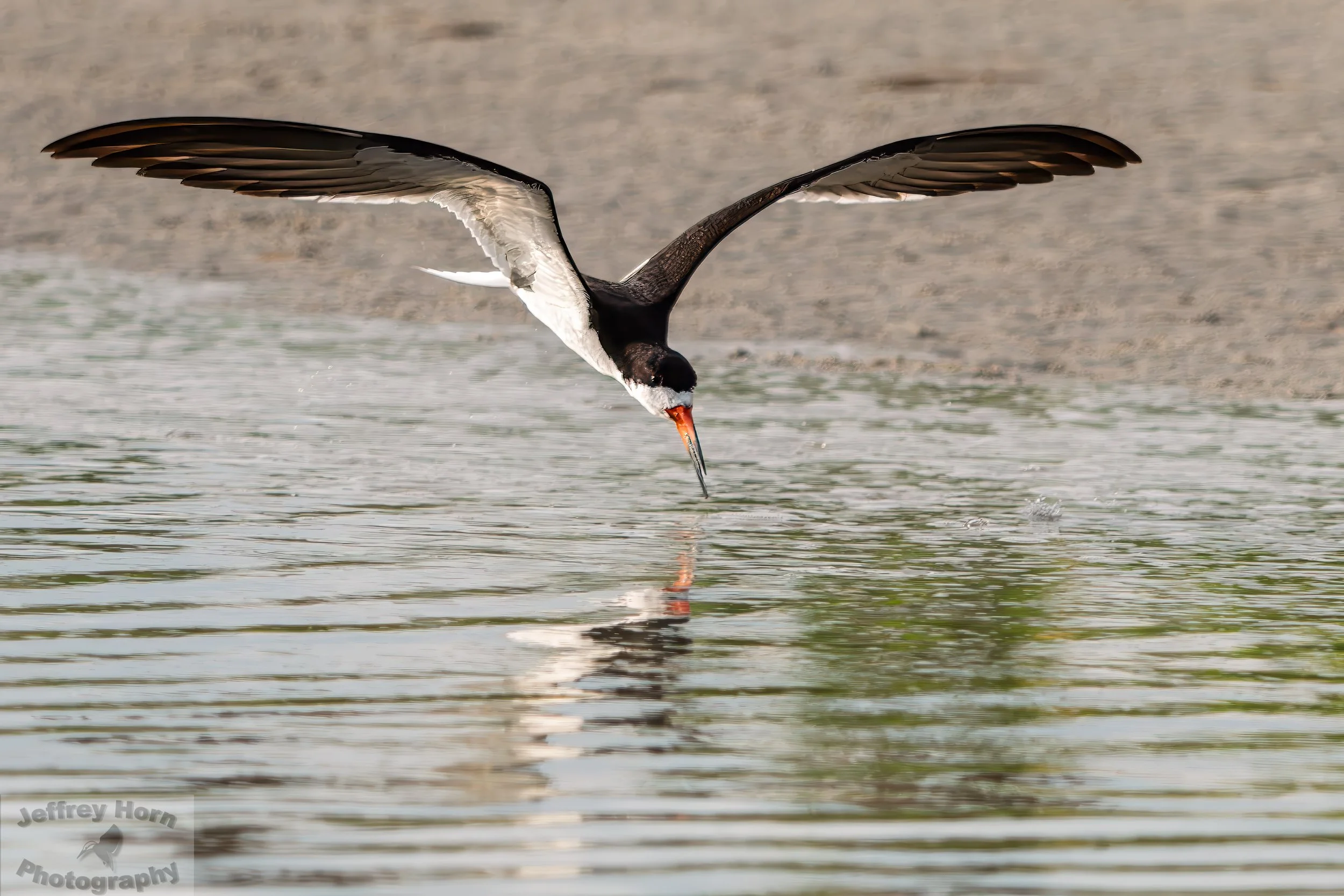 Black Skimmer in flight-3.jpg