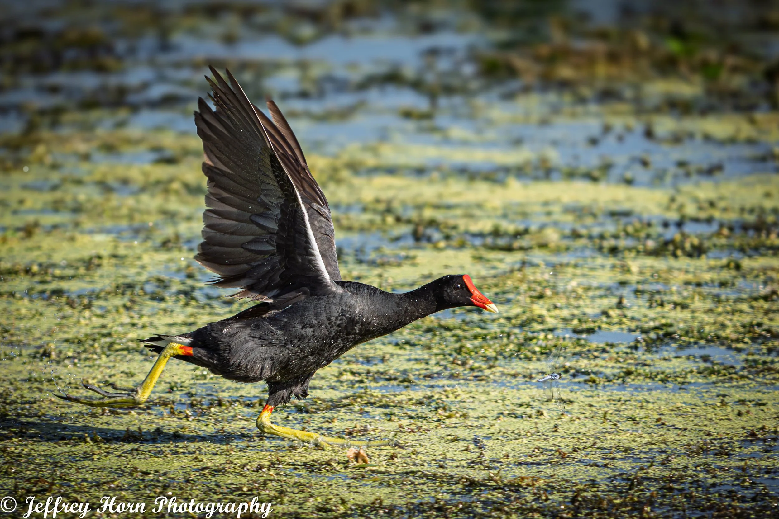 Common Gallinule running-1.jpg