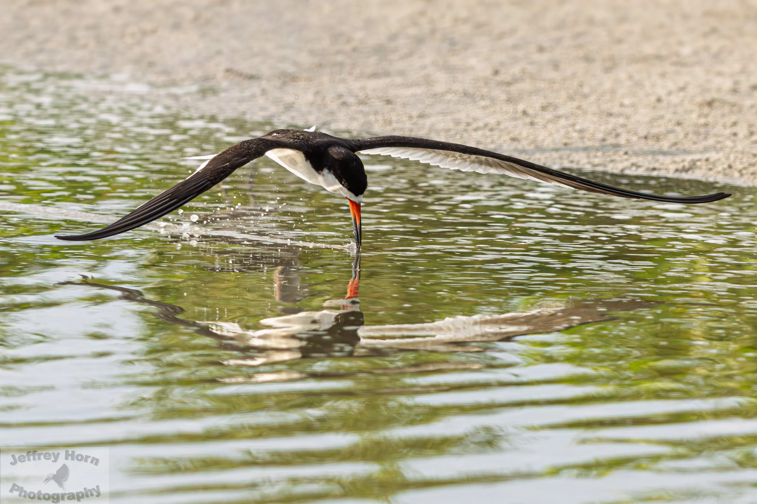 Black Skimmer in flight-6.jpg