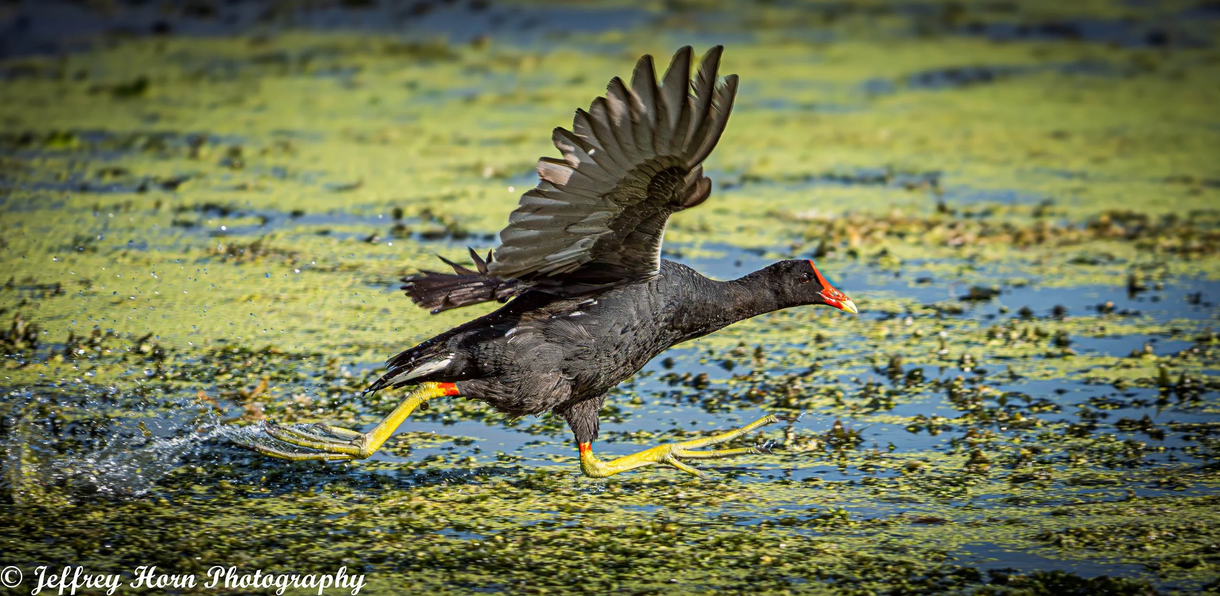 Common Gallinule running-5.jpg