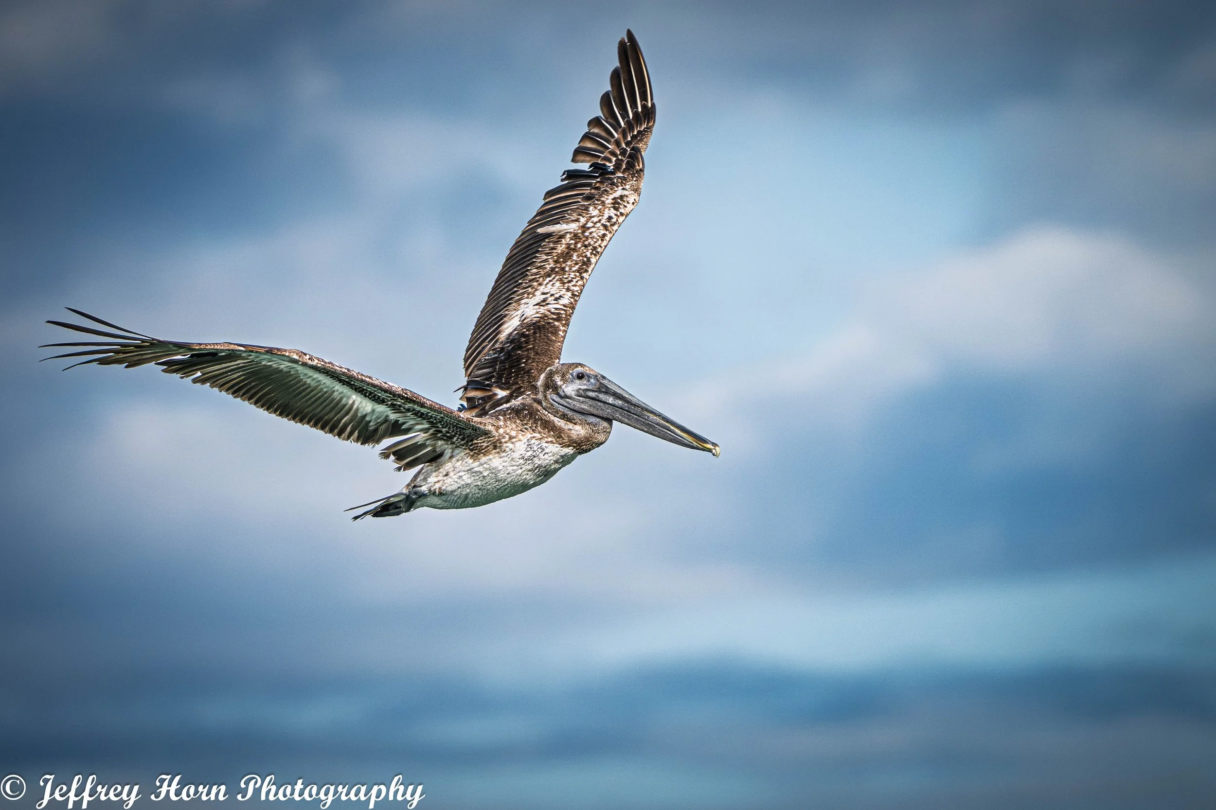 Brown pelican in flight-2.jpg