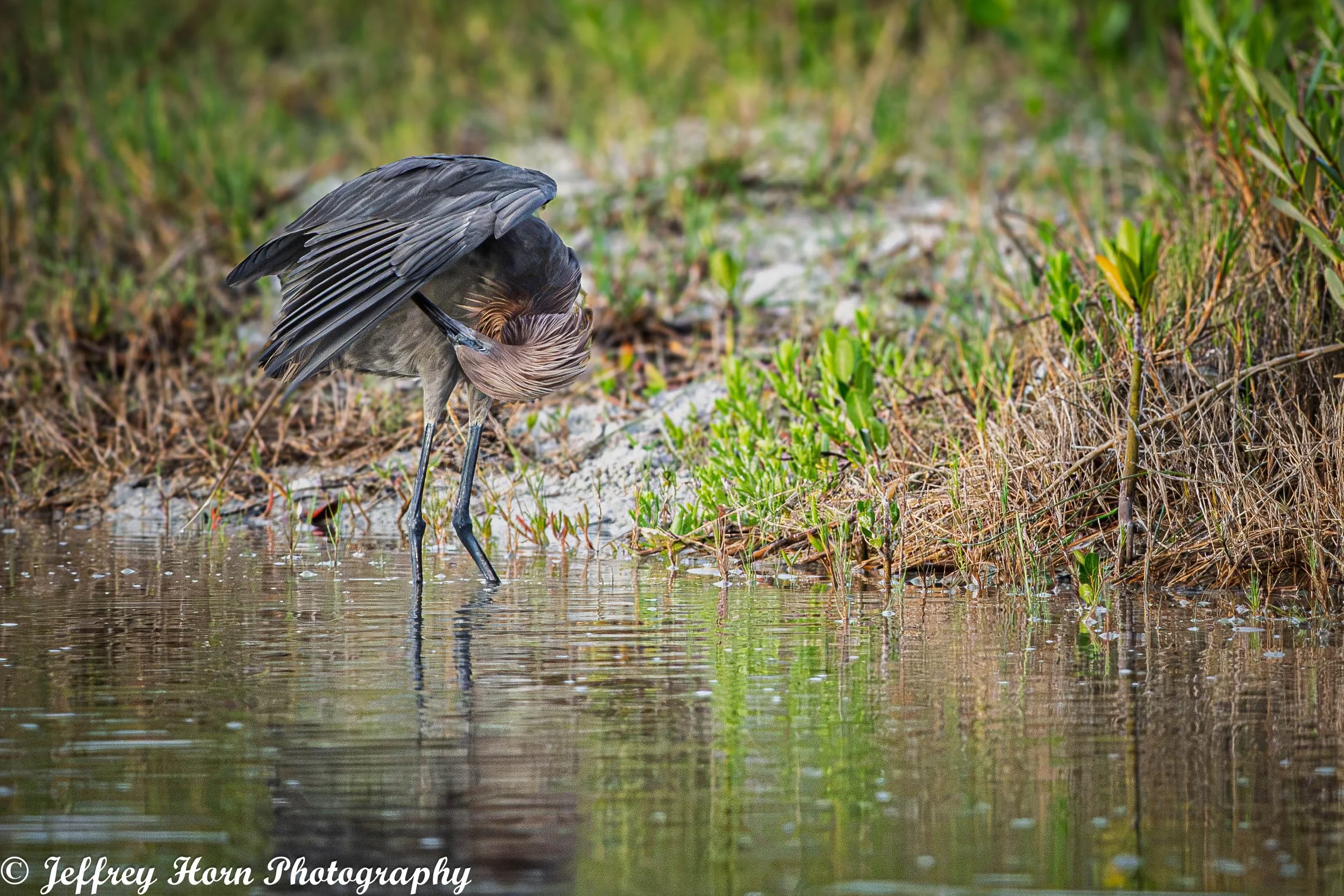 Reddish Egret preening -1.jpg