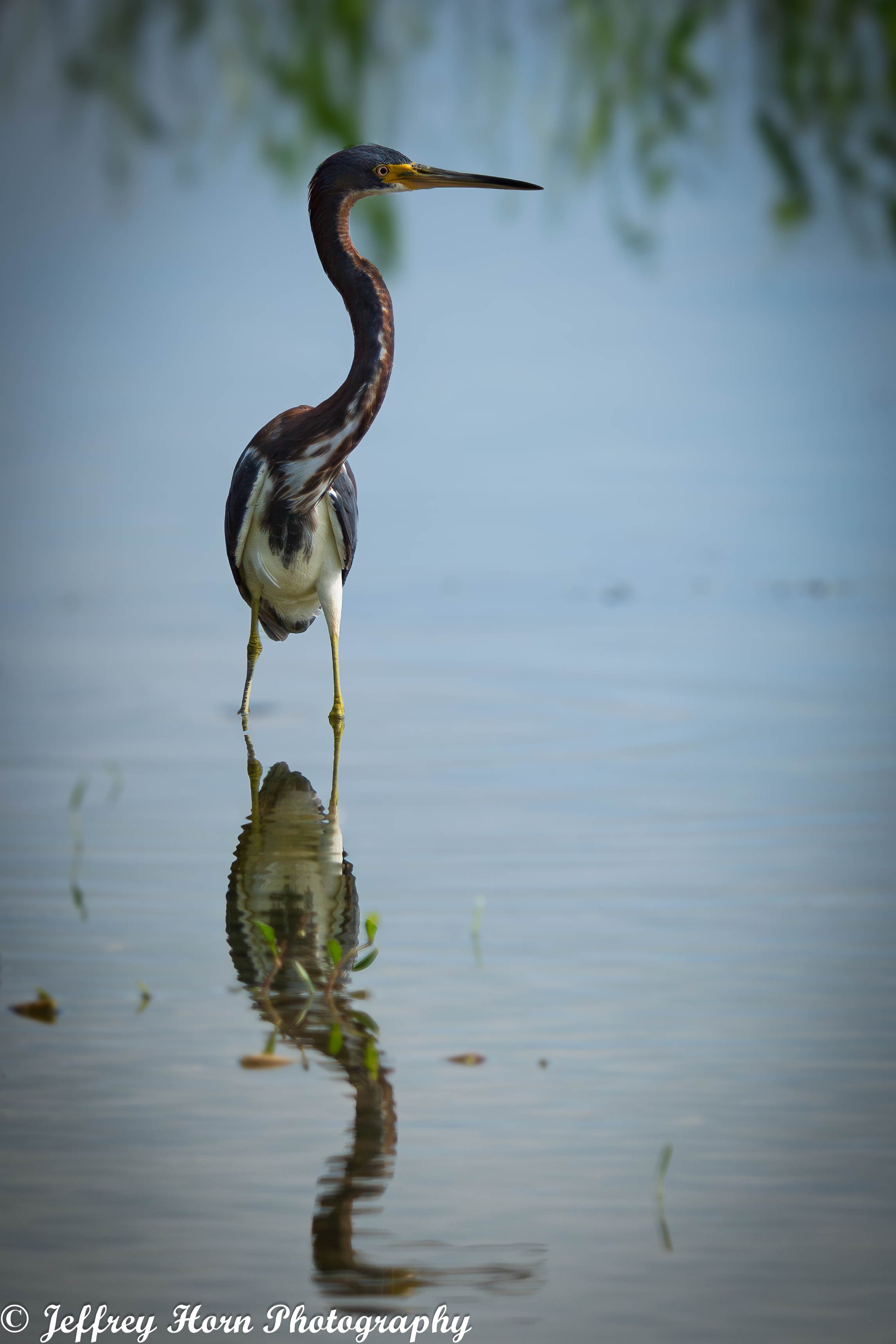 Tricolored Heron beak reflection-2.jpg