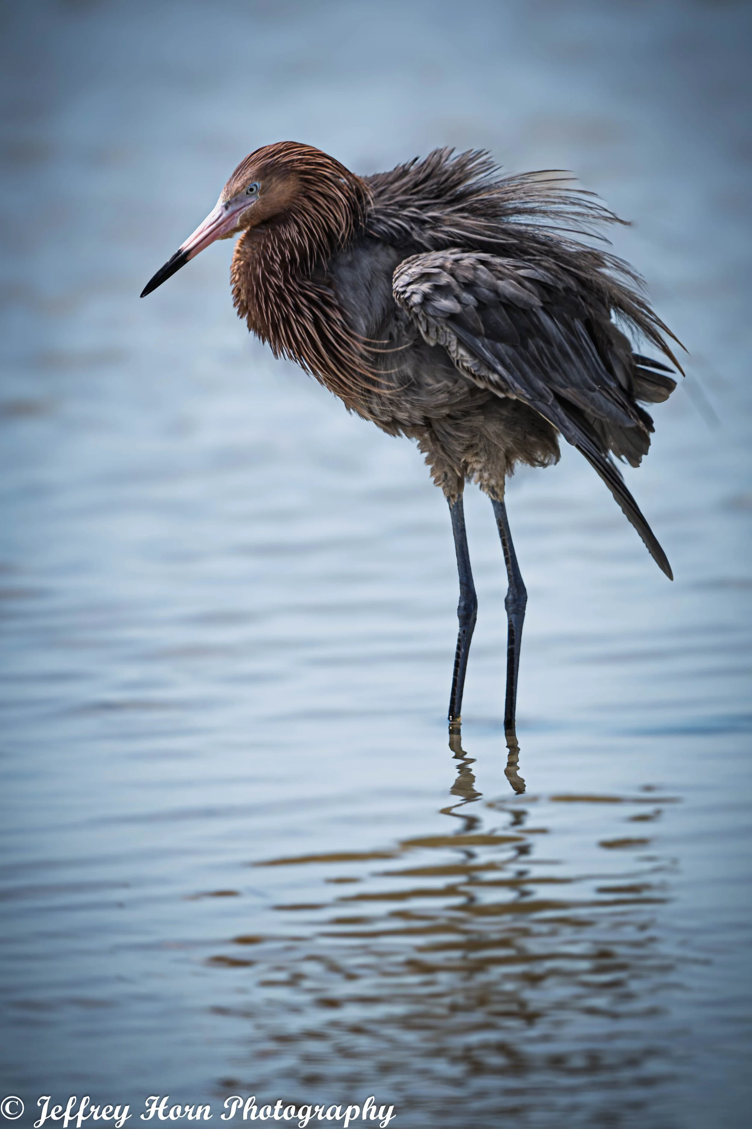 Reddish Egret fluffing feathers-1.jpg