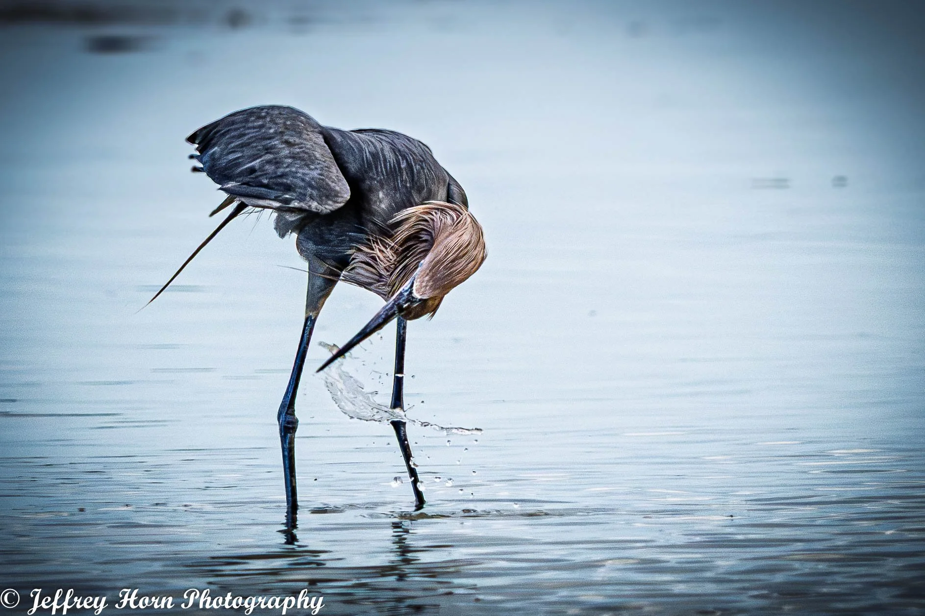 Reddish Egret shaking its head with a fish-1.jpg