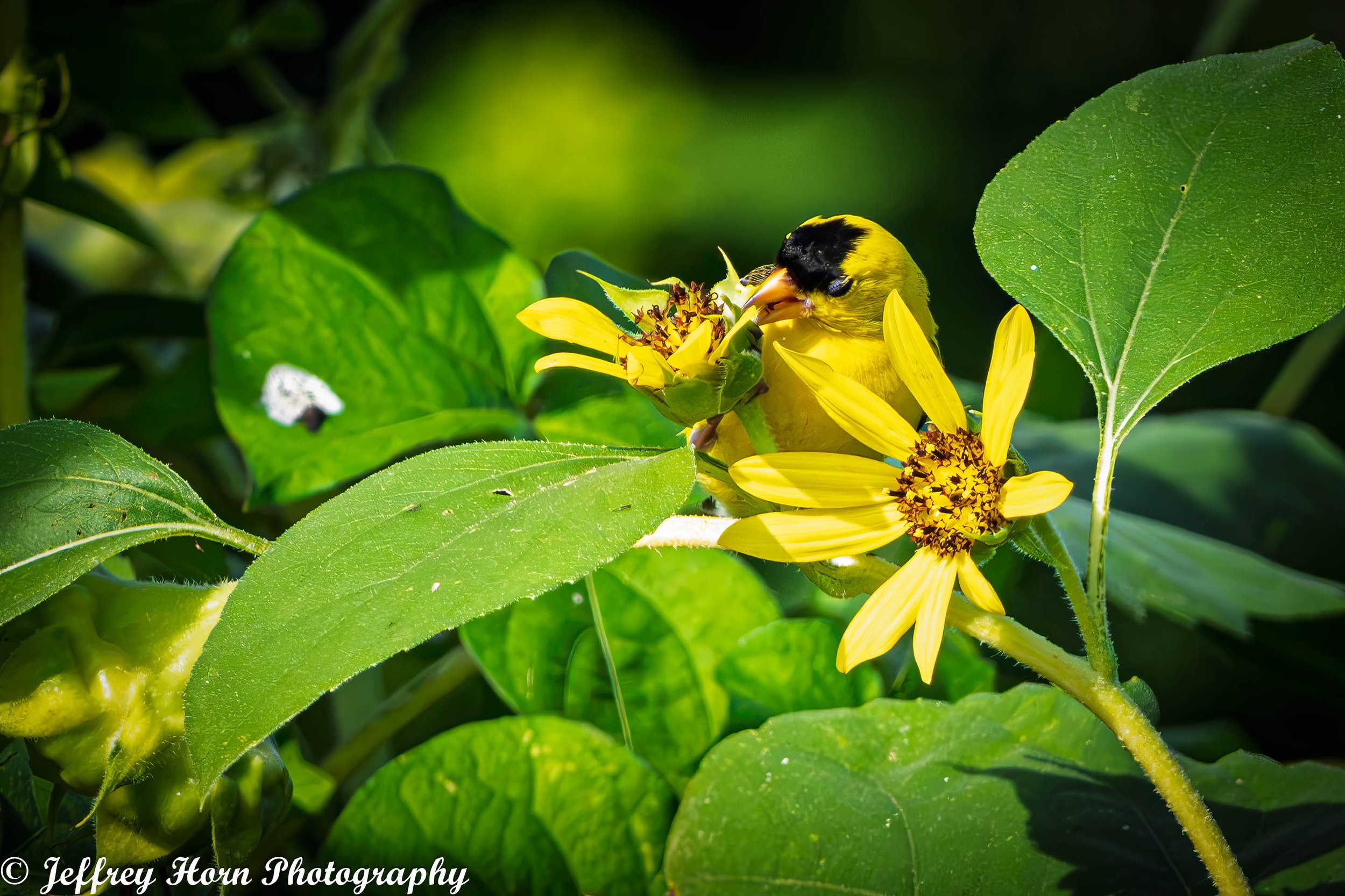 Gold Finch eating a sunflower-1.jpg