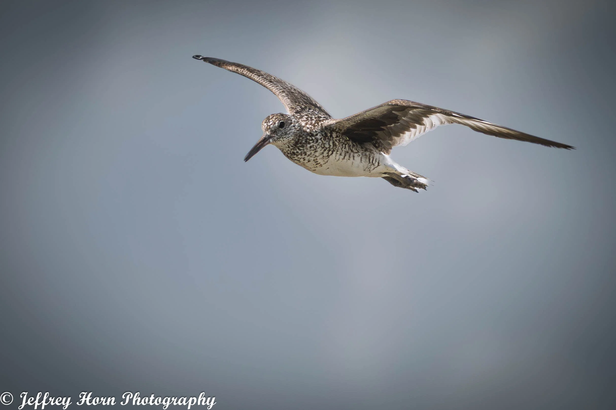Willett flying-1.jpg