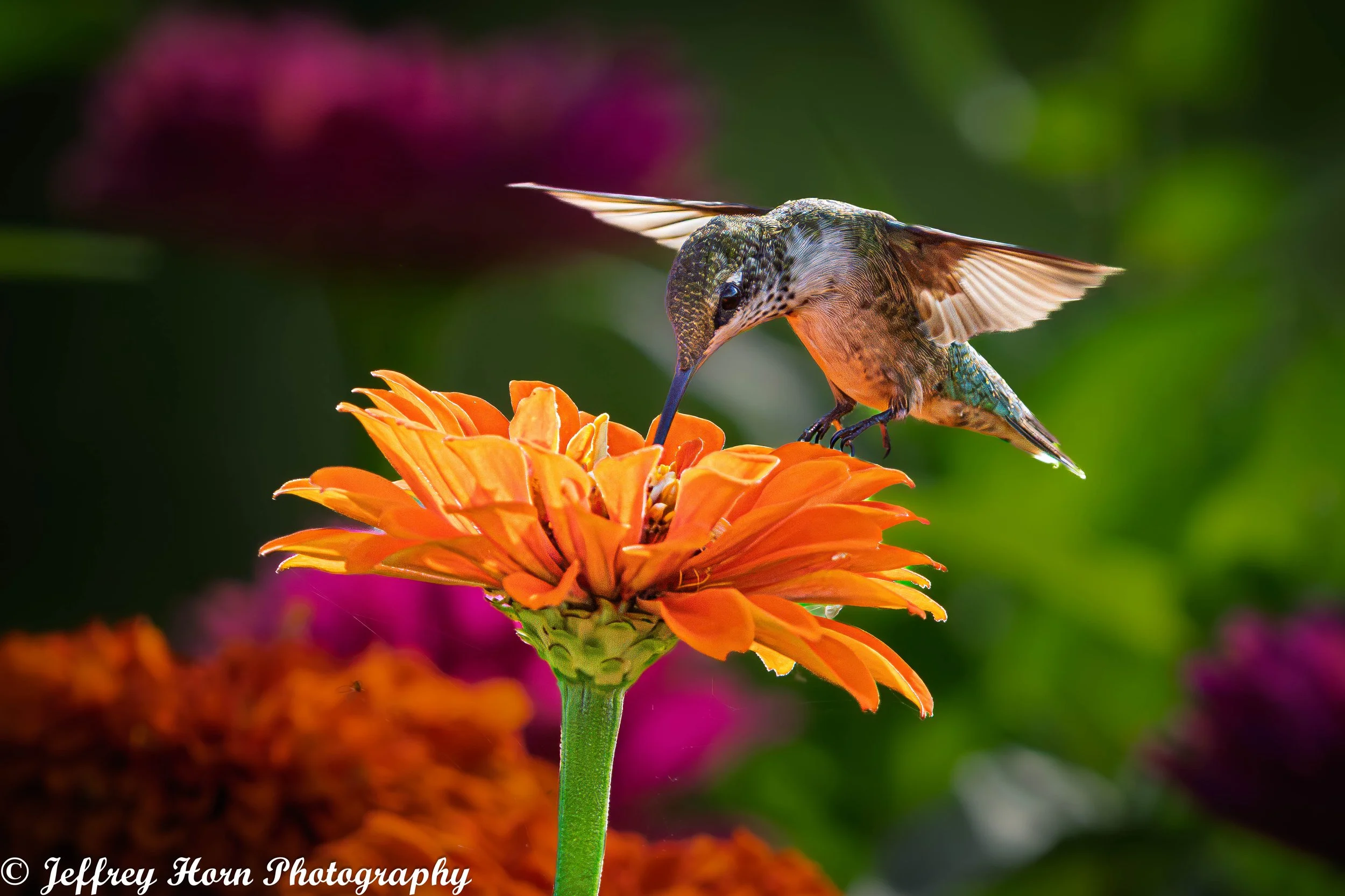 Ruby-throated Hummingbird feeding-10.jpg
