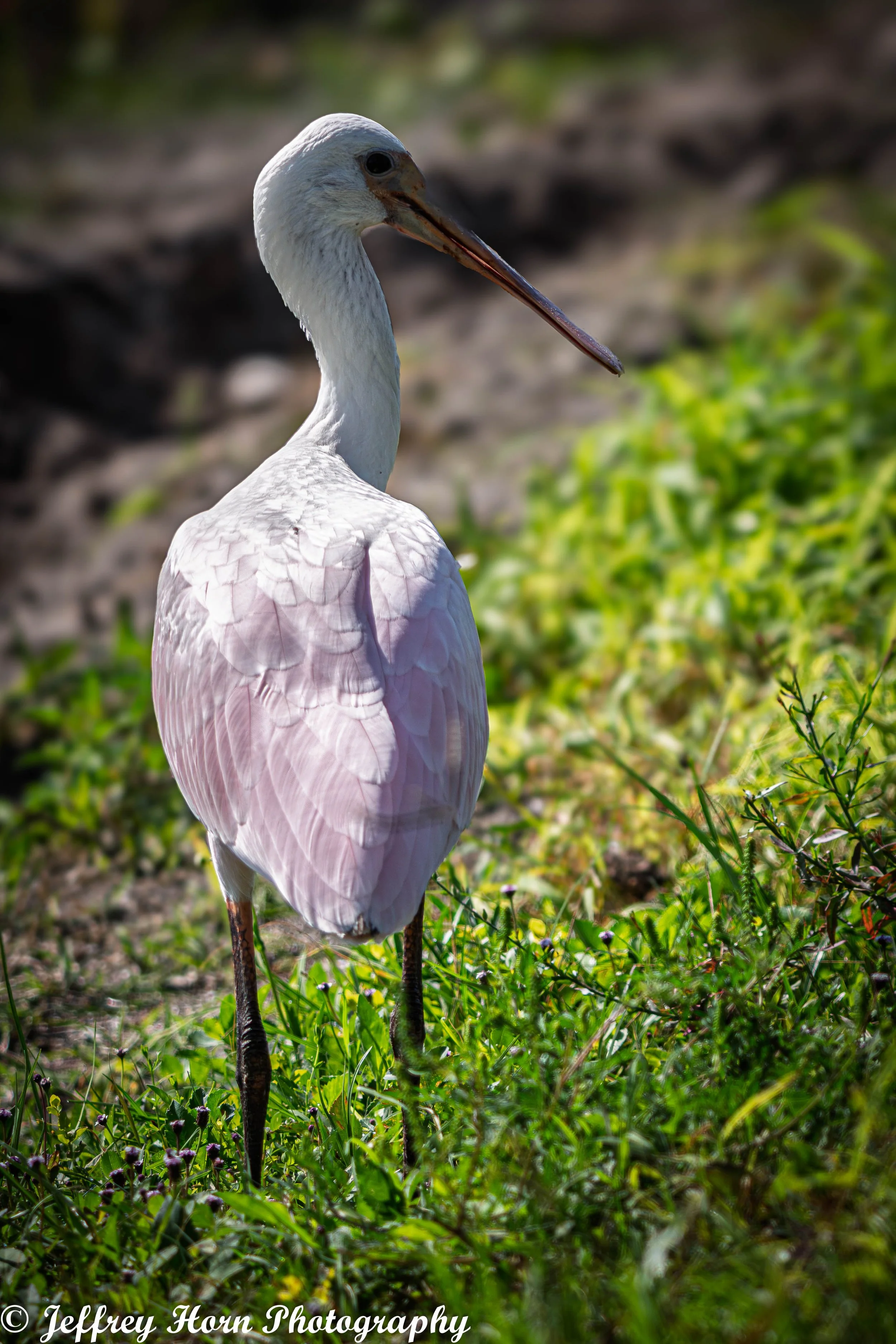 Roseate Spoonbill-1.jpg