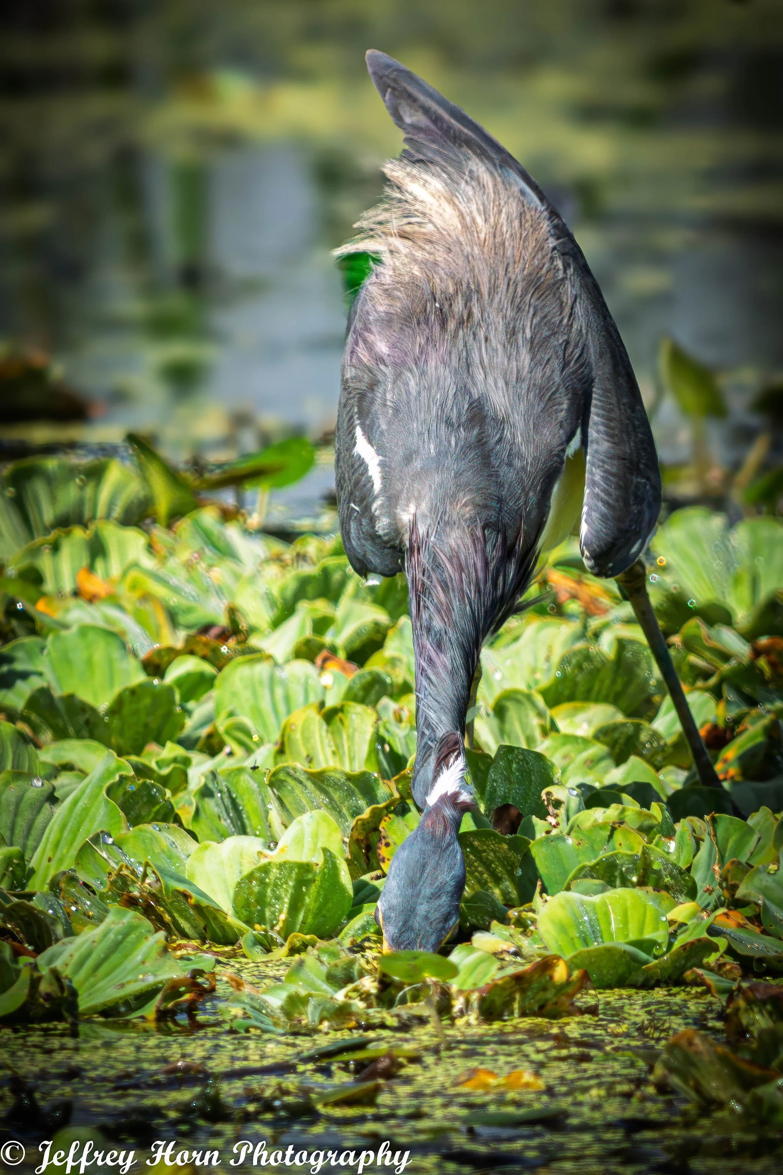 Tricolored Heron fishing-1.jpg