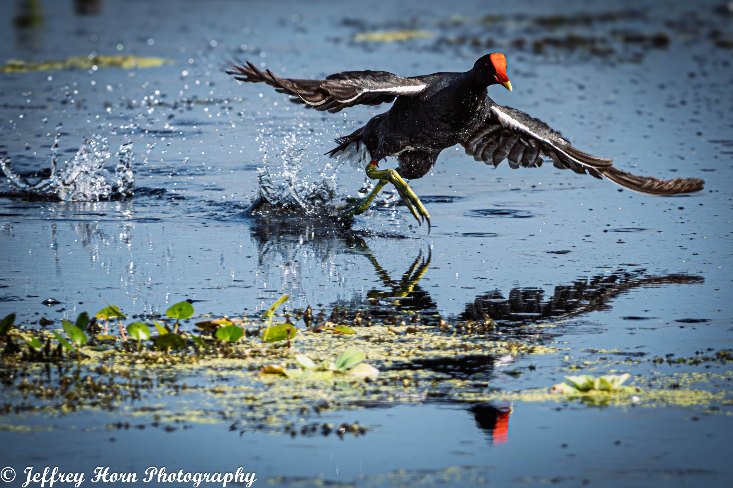 Common Gallinule running on water-2.jpg