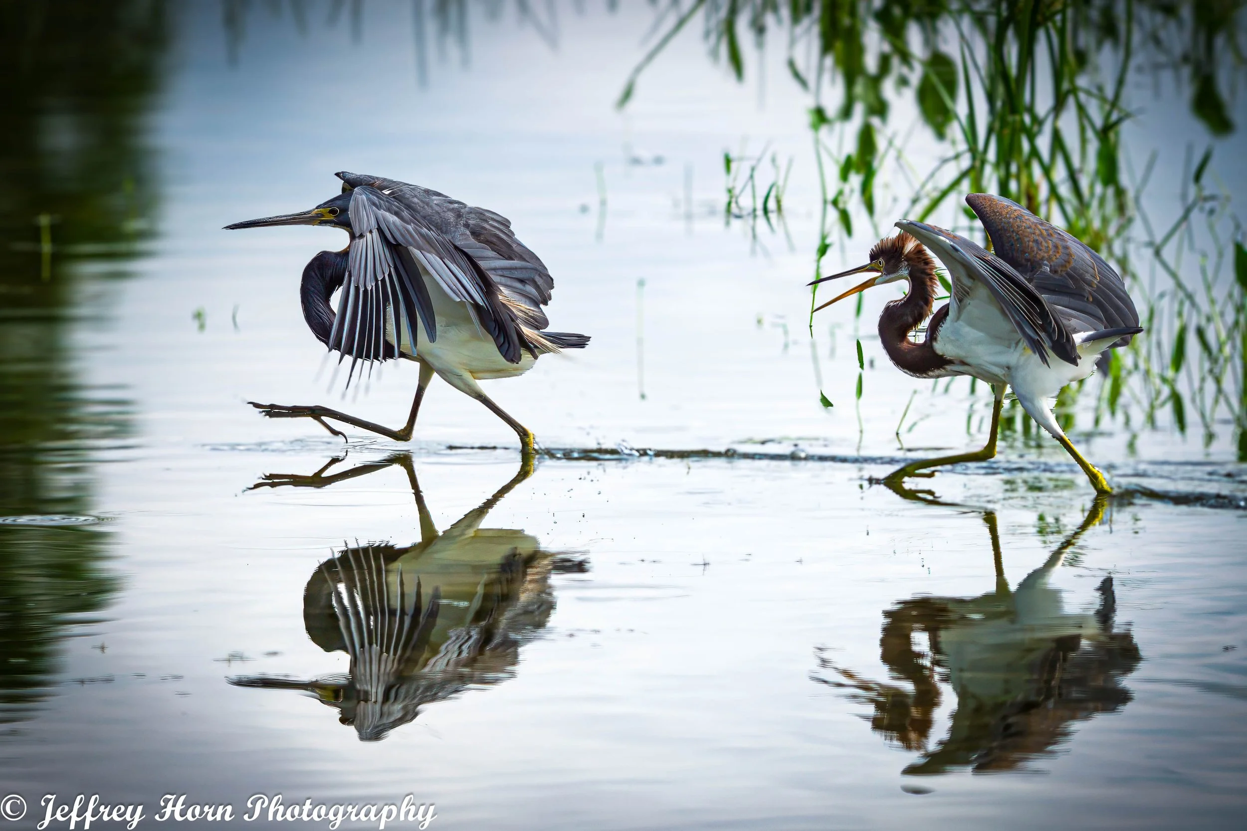 Immature Tricolored Heron running after another Tricolored Heron-1.jpg