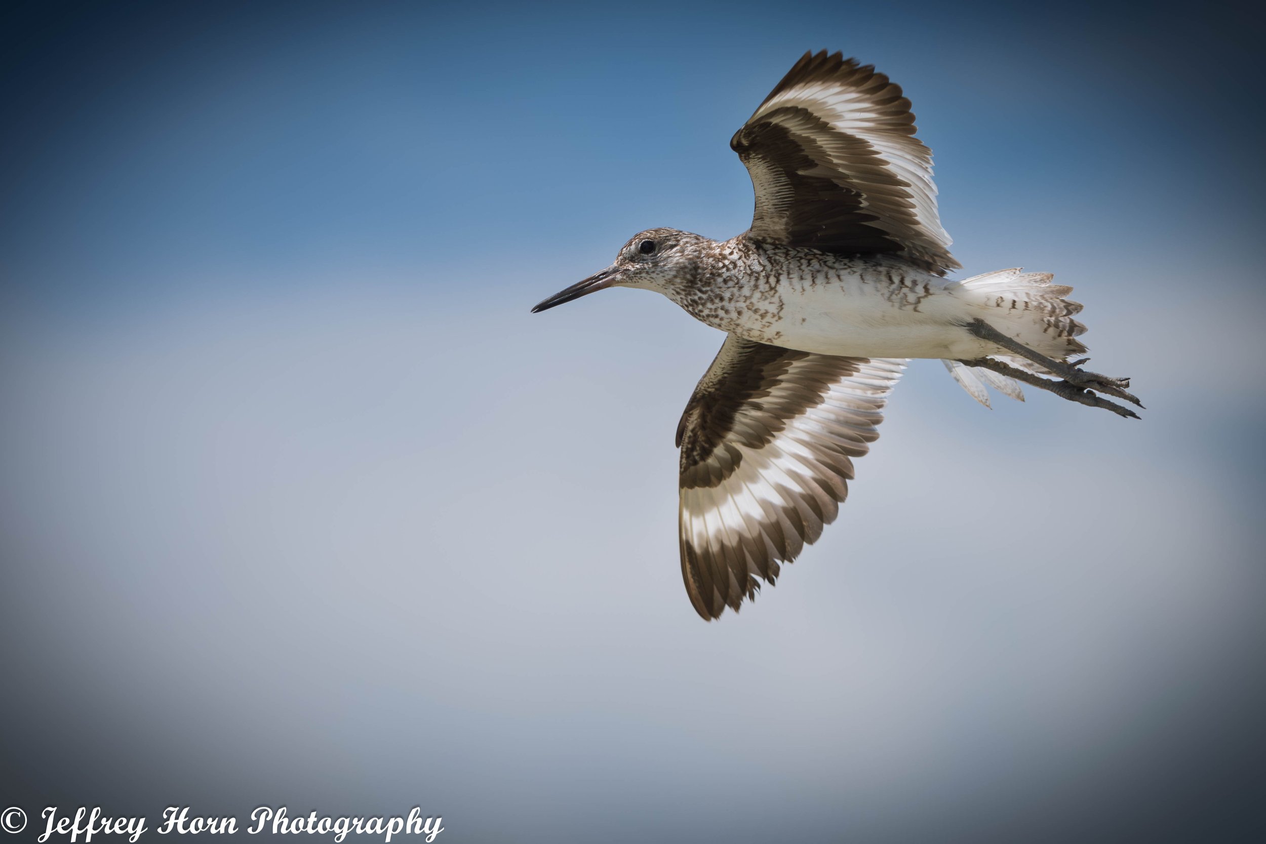 Willett flying-1-2.jpg