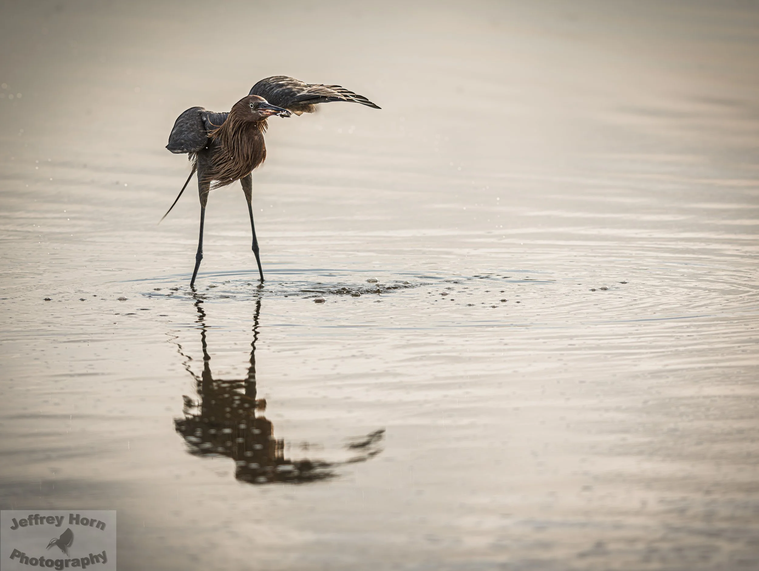 Reddish Egret with a fish-5.jpg