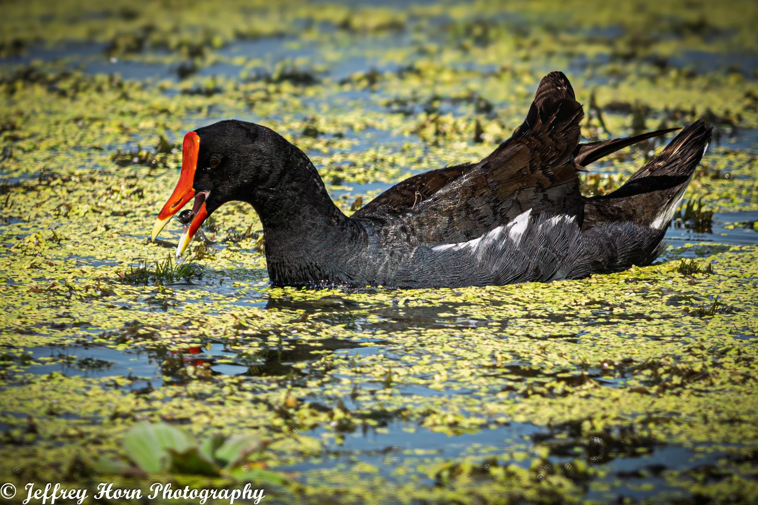 Common Gallinule food in beak-1.jpg