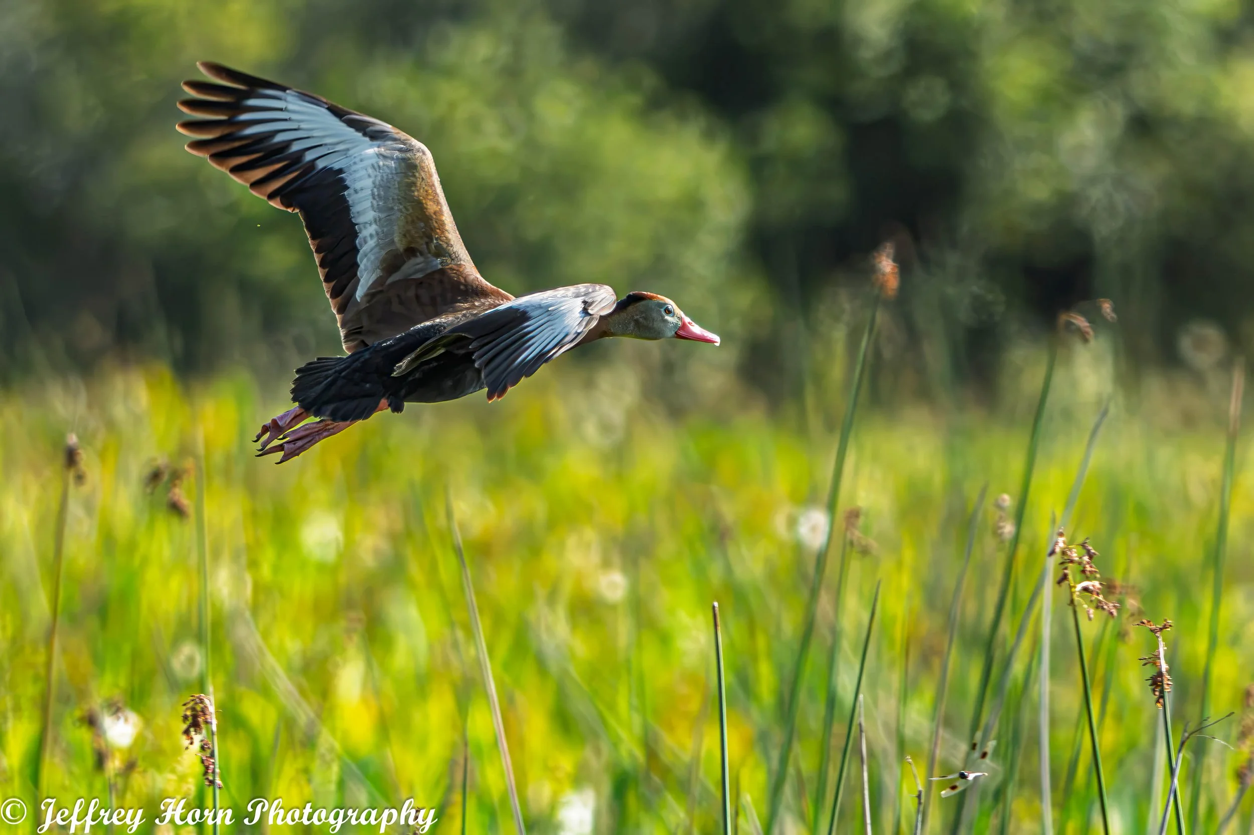Black-bellied Whistling Duck in flight-1.jpg