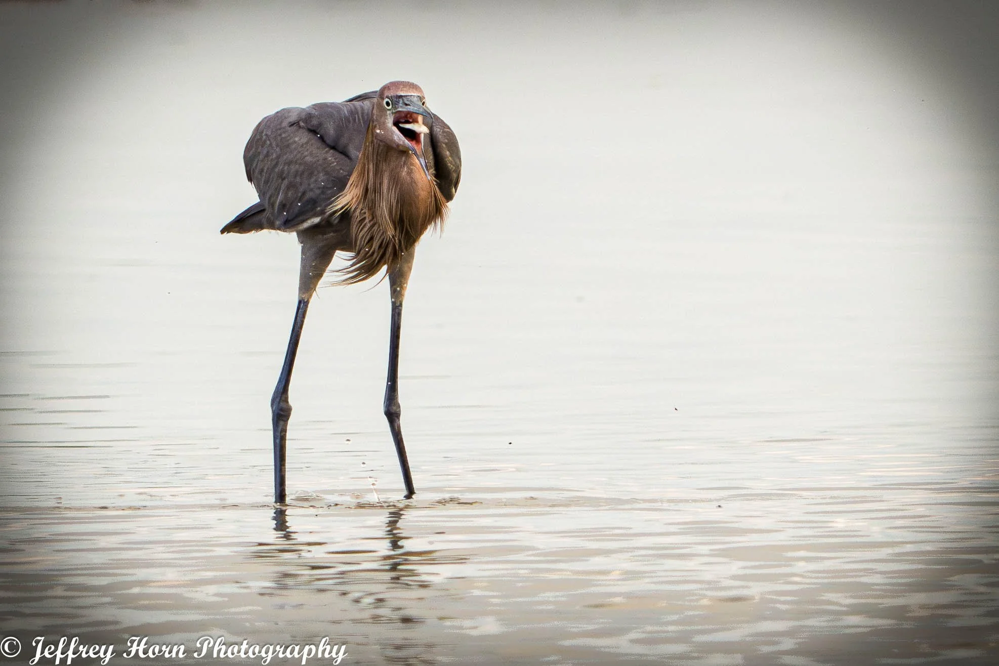Reddish Egret with a fish in its mouth-1.jpg