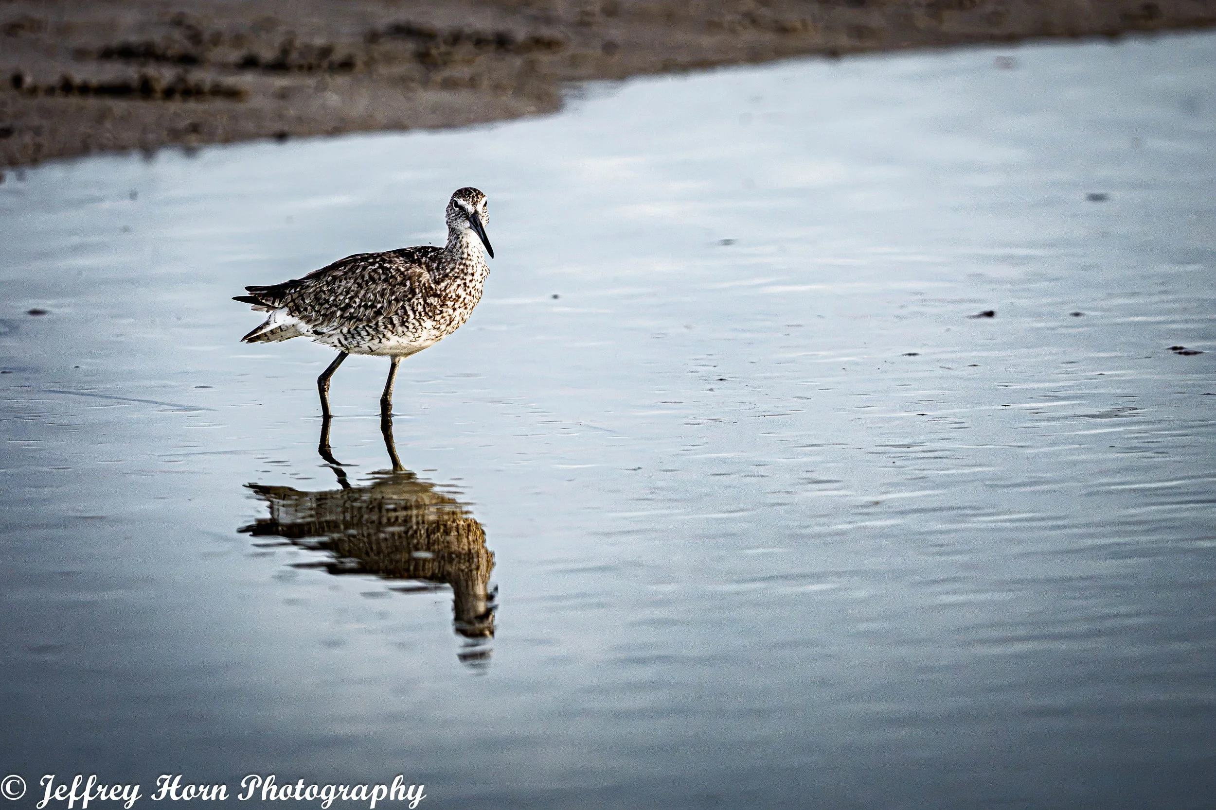 Willet standing in Fort De Soto-2.jpg