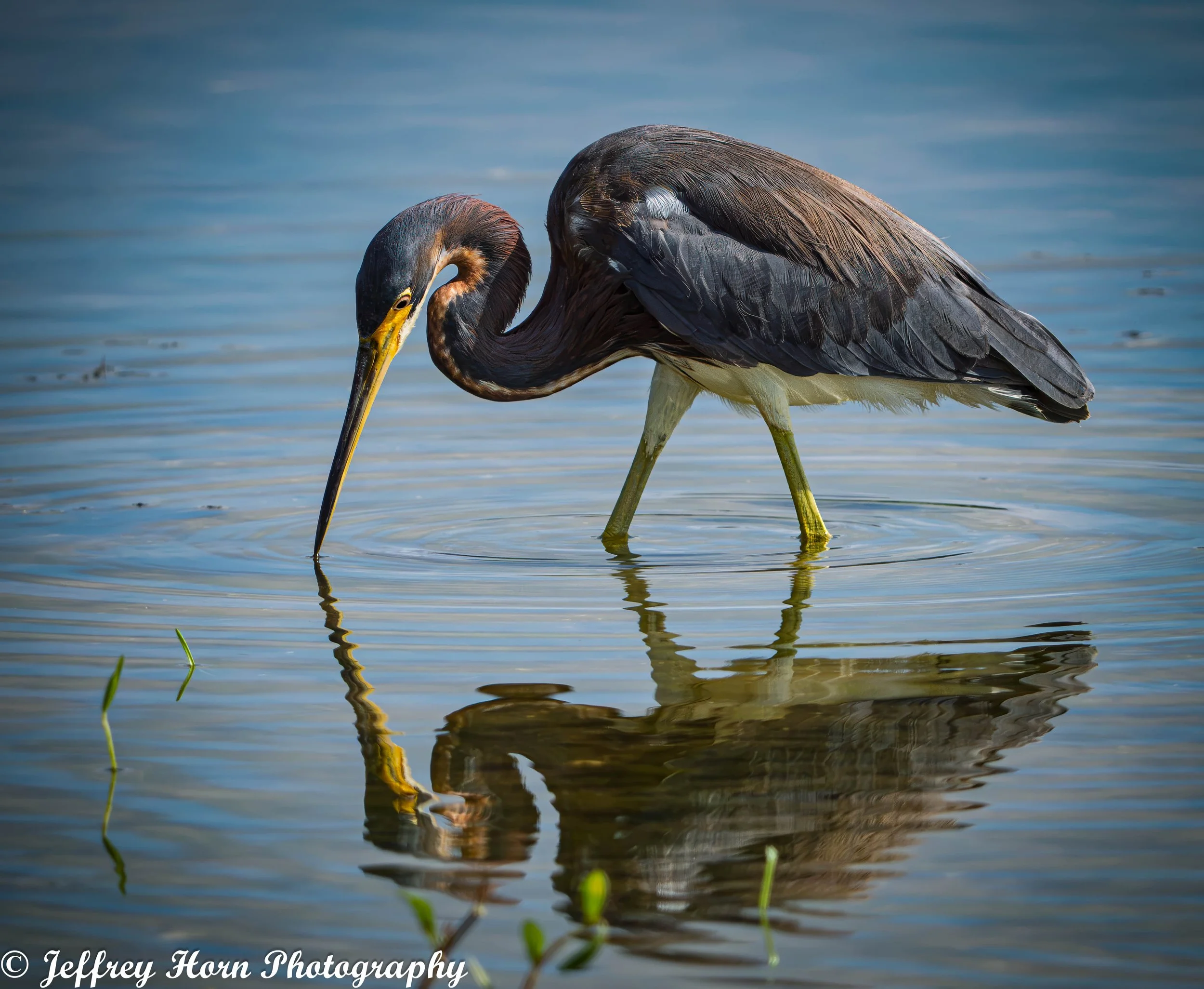 Tricolored Heron beak reflection-1.jpg