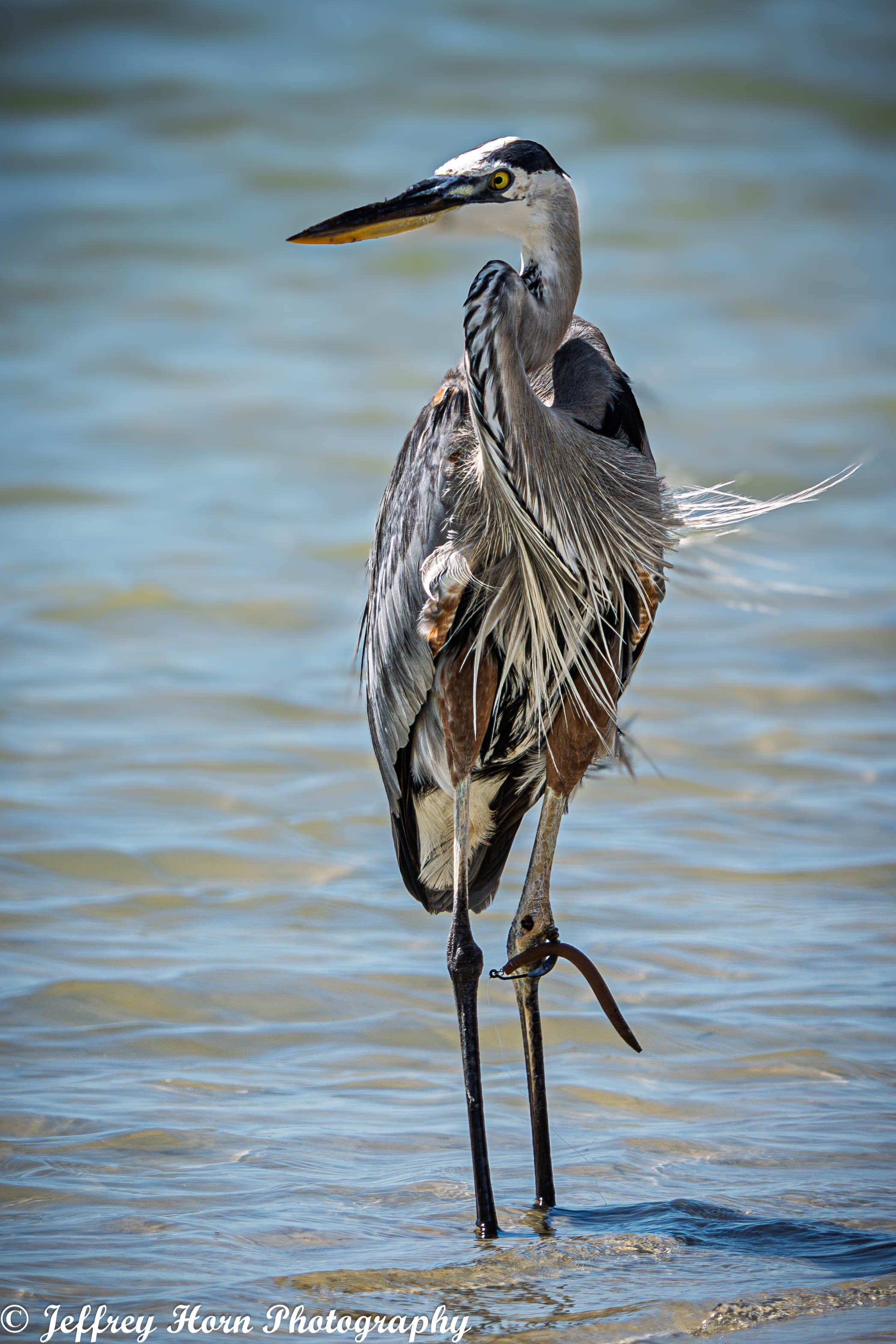 Great Blue Heron facing me-1.jpg
