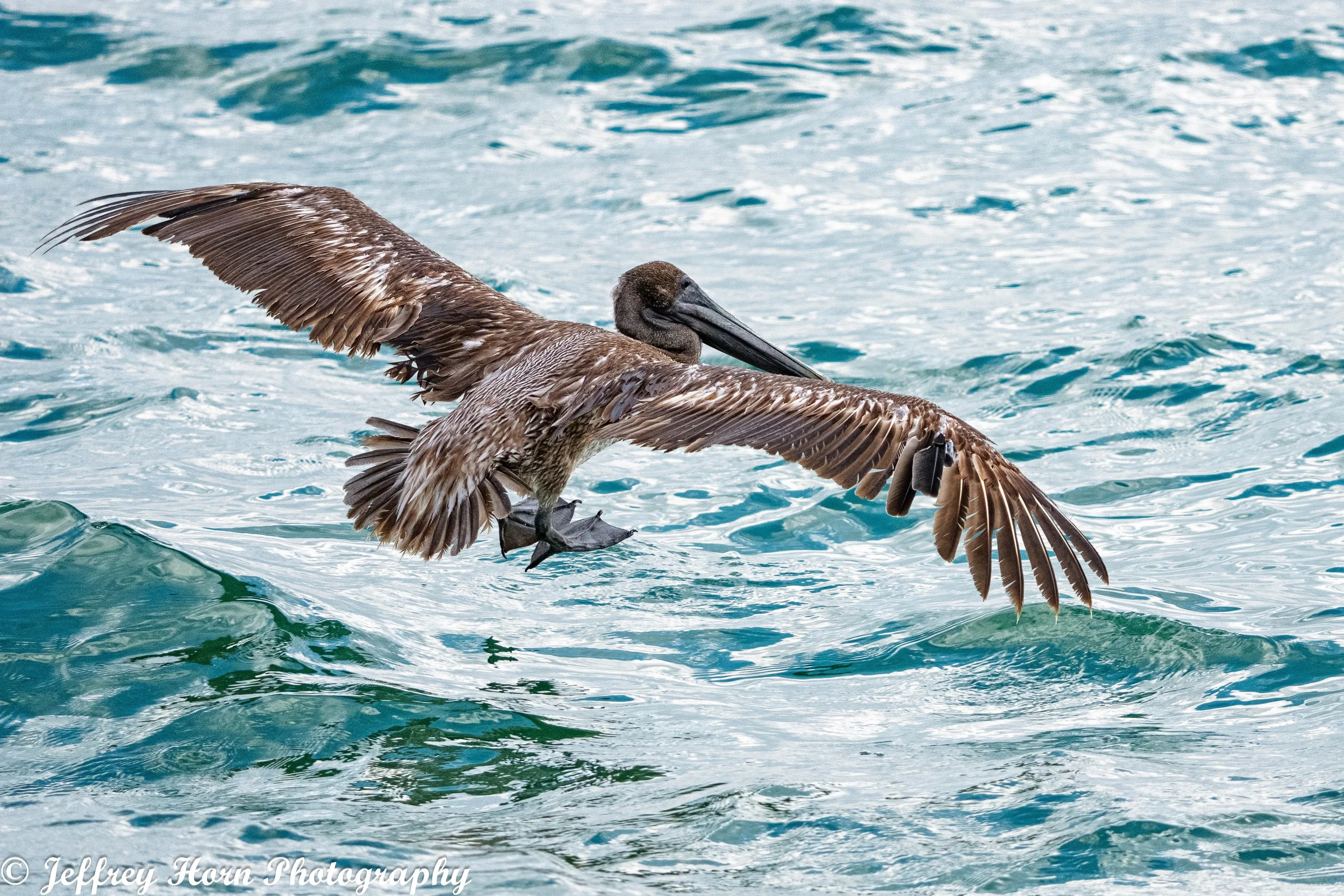 Brown Pelican landing on water-2.jpg