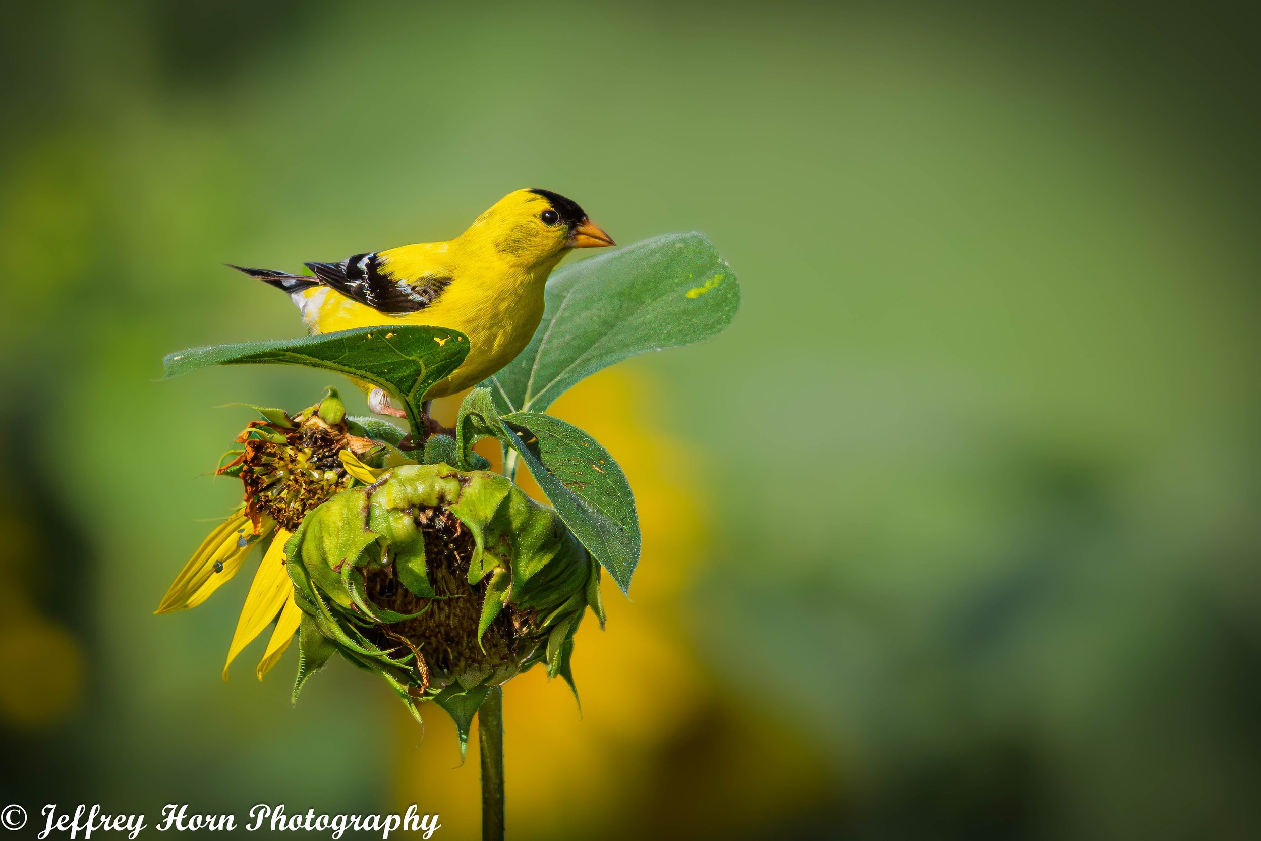 Gold Finch on a sunflower-2.jpg
