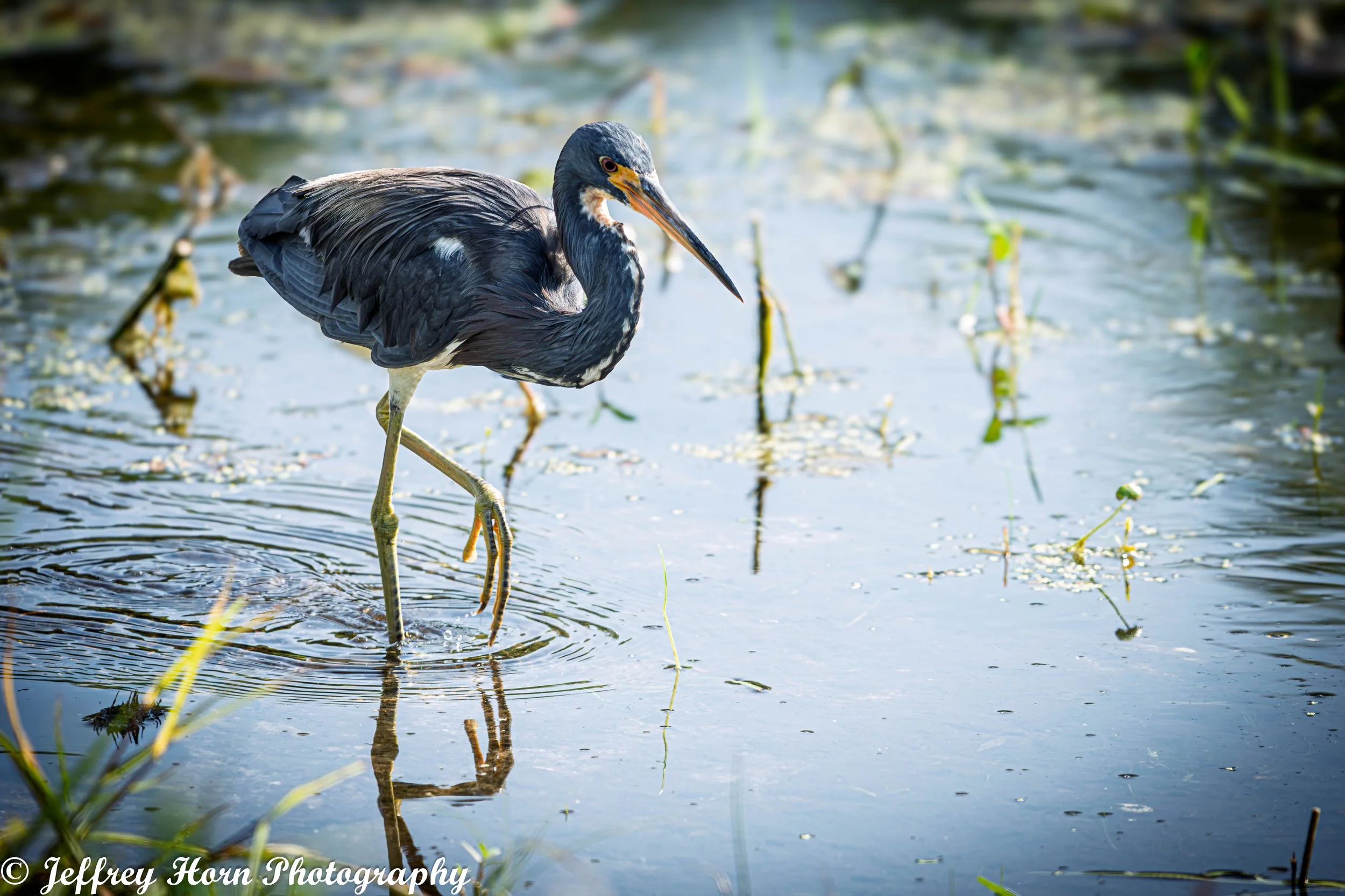 Tricolored Heron hunting-1.jpg