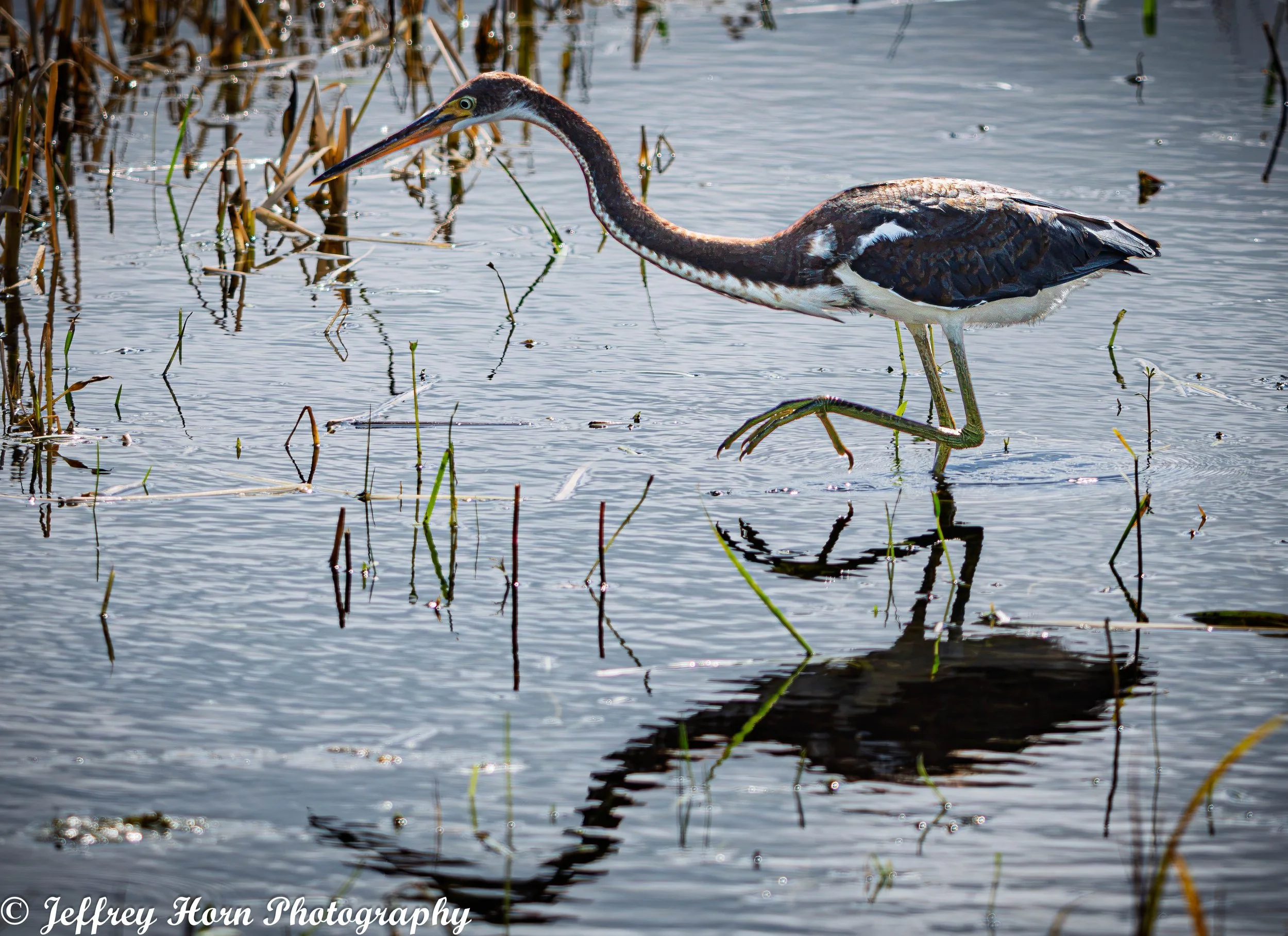 Juvenile Tricolor Heron walking-3.jpg