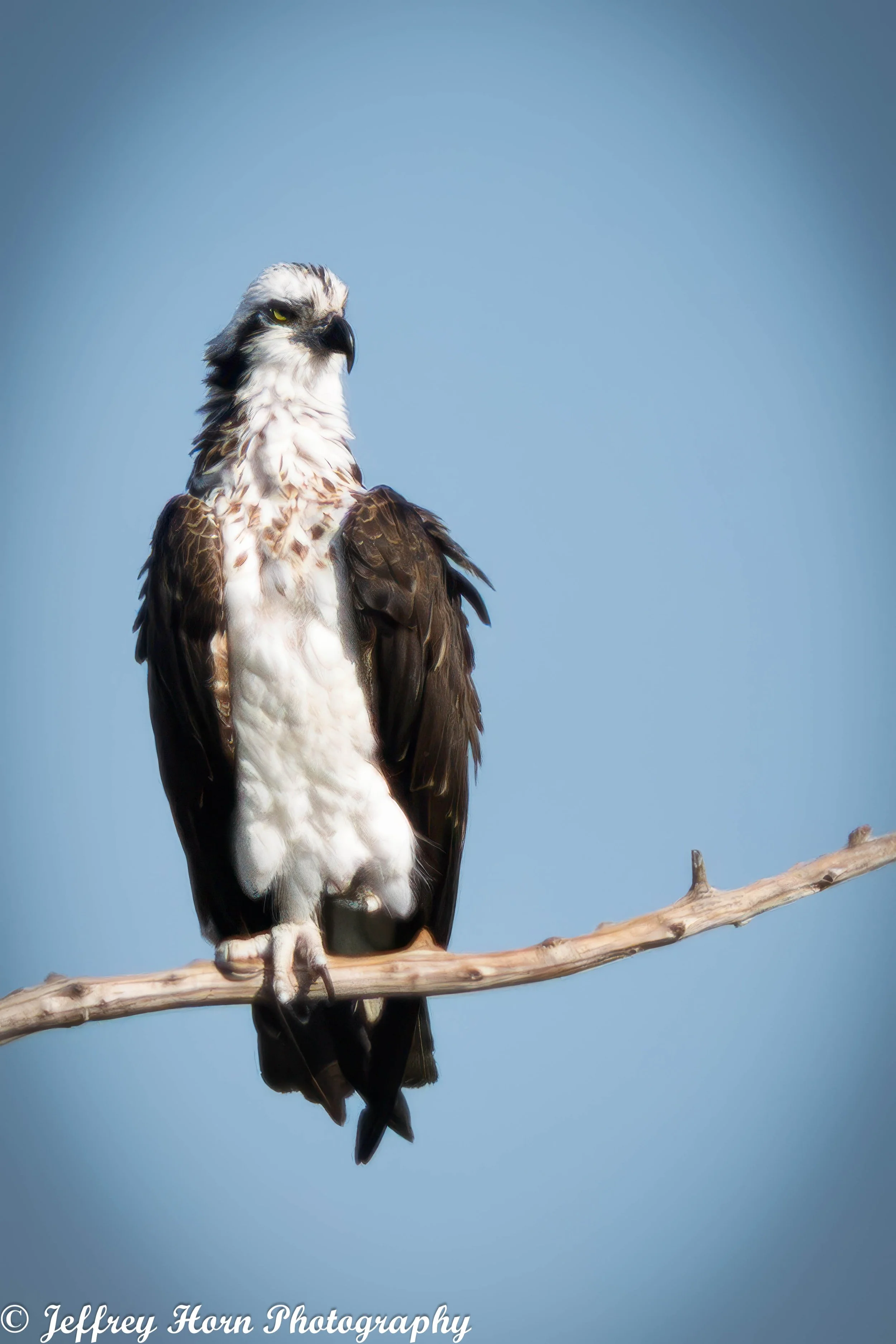 Osprey on a limb-1.jpg