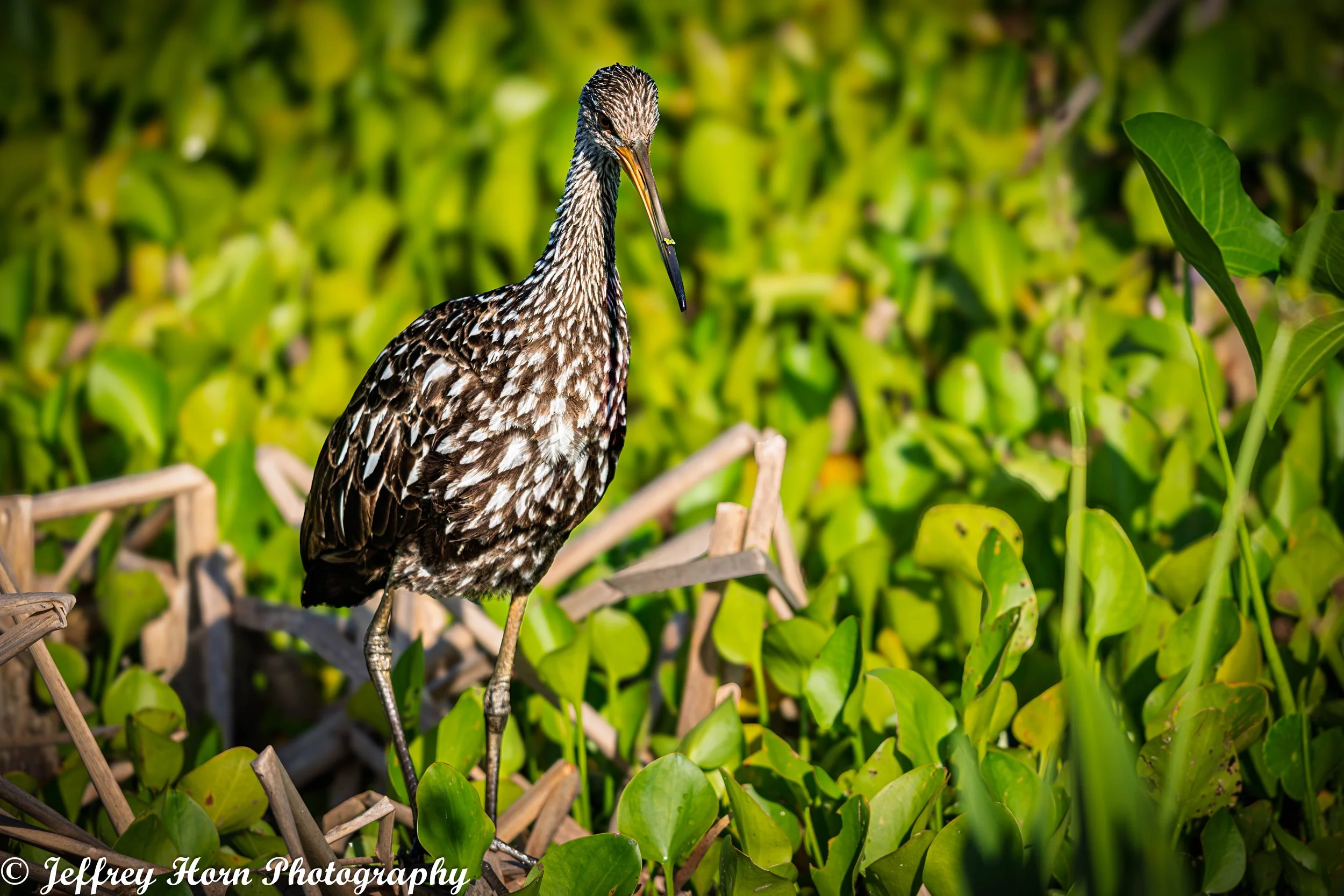 Limpkin-1-2.jpg