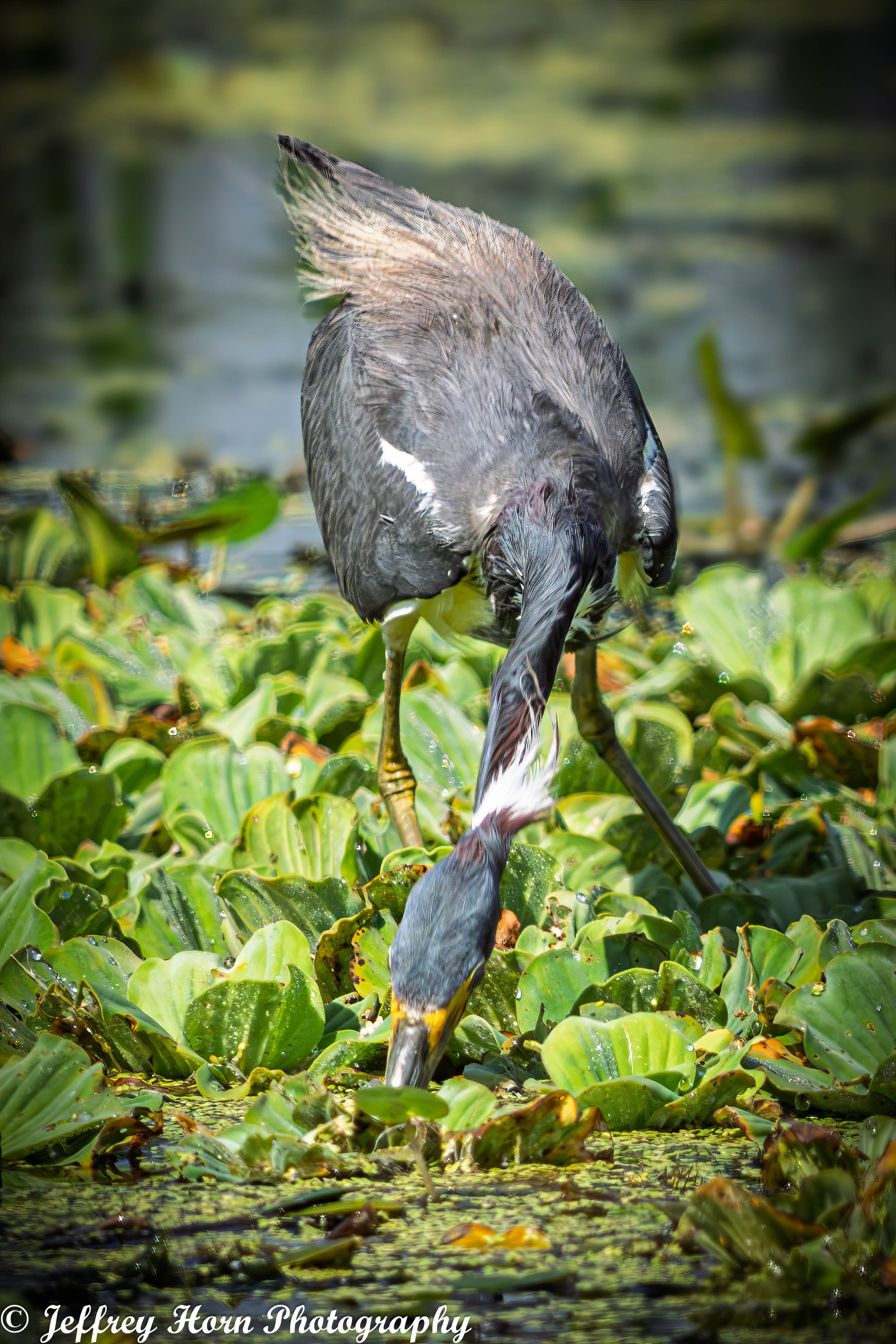 Tricolored Heron fishing-3.jpg