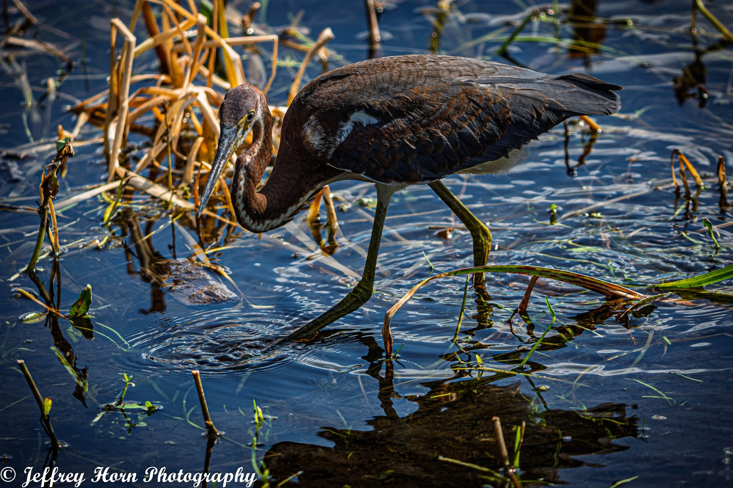 Junvenile Tricolored Heron -1.jpg