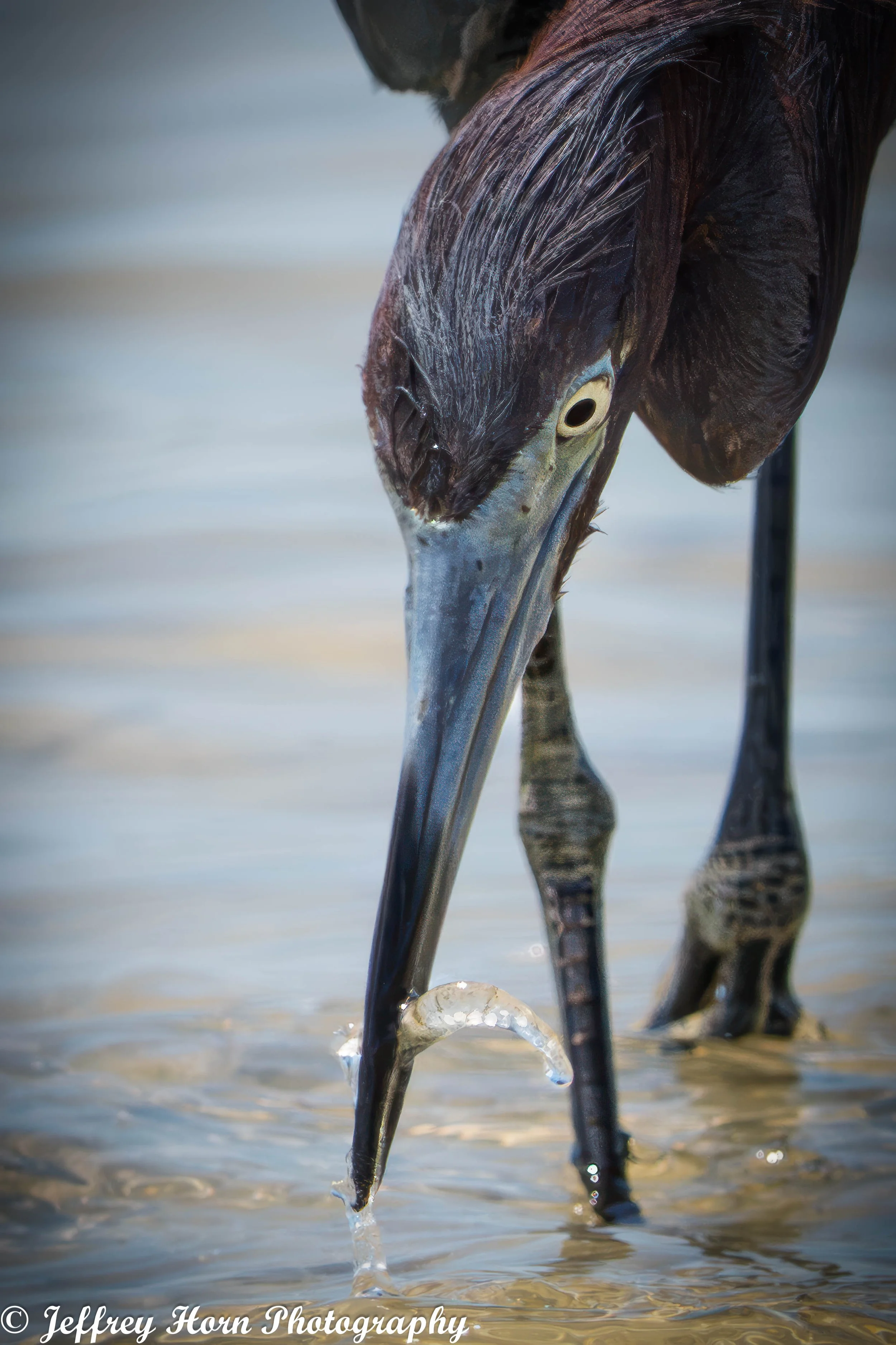 Little Blue Heron with a shrimp-1.jpg