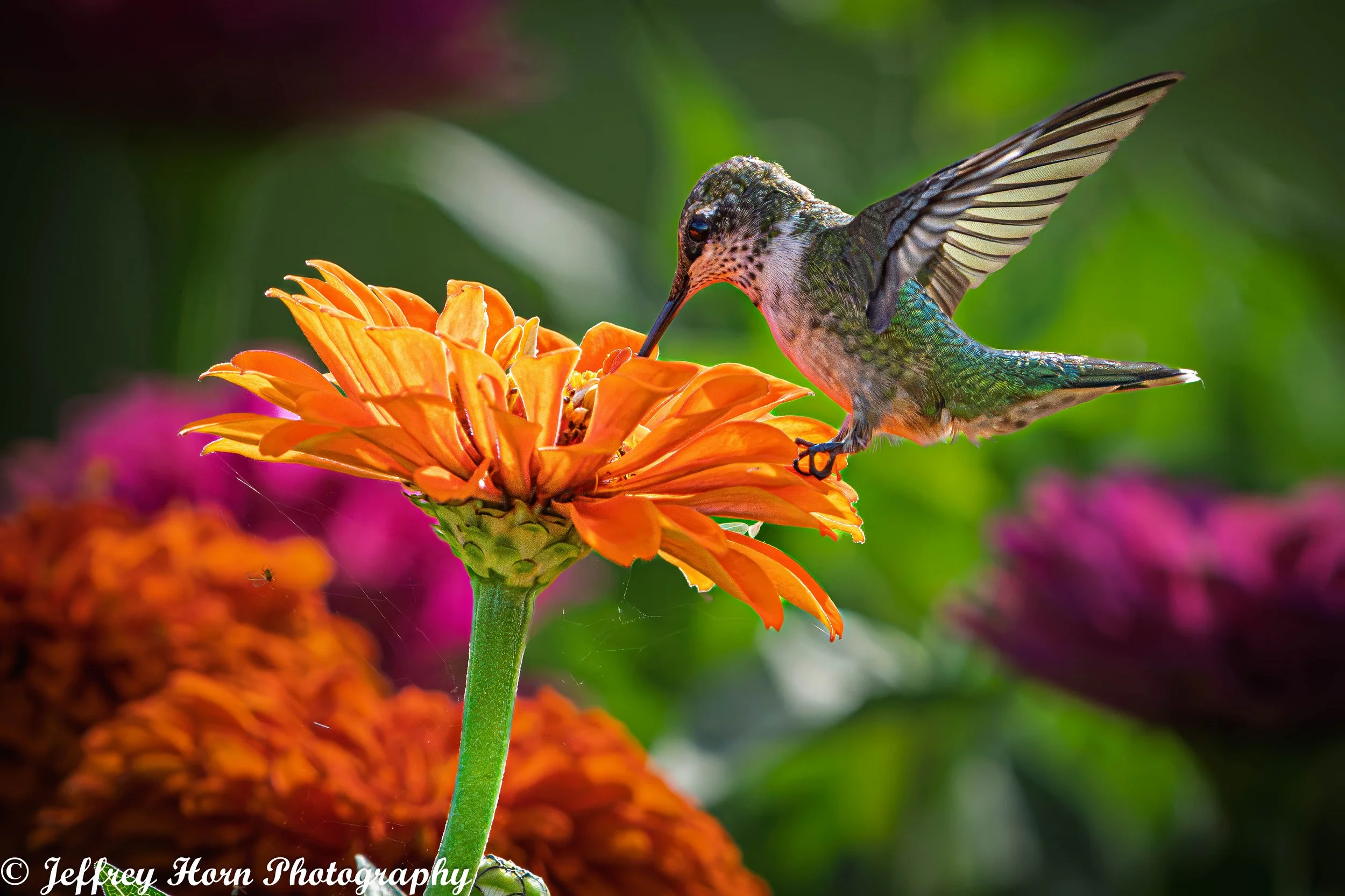 Ruby-throated Hummingbird feeding-6.jpg