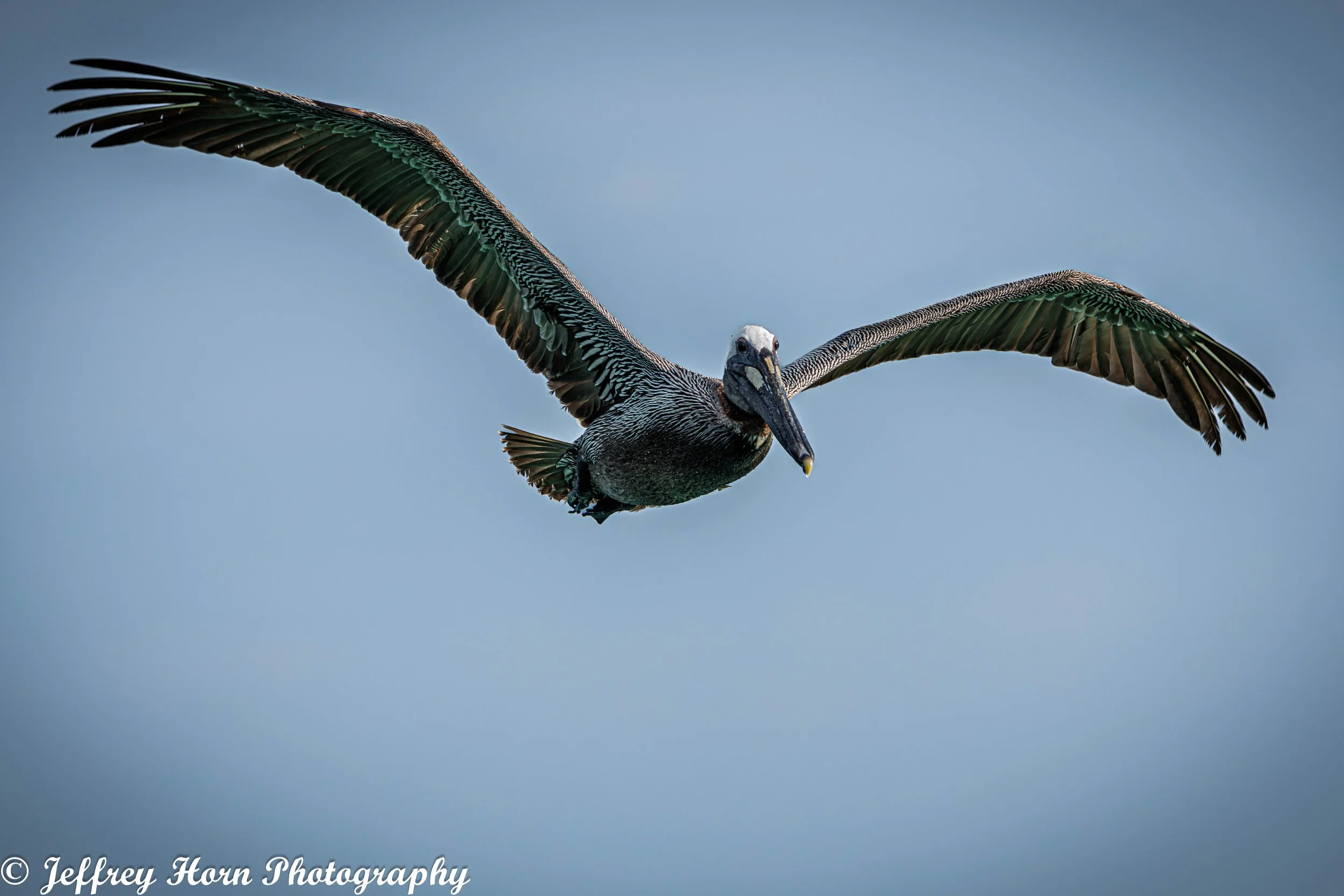 Brown Pelican in flight head on-1.jpg