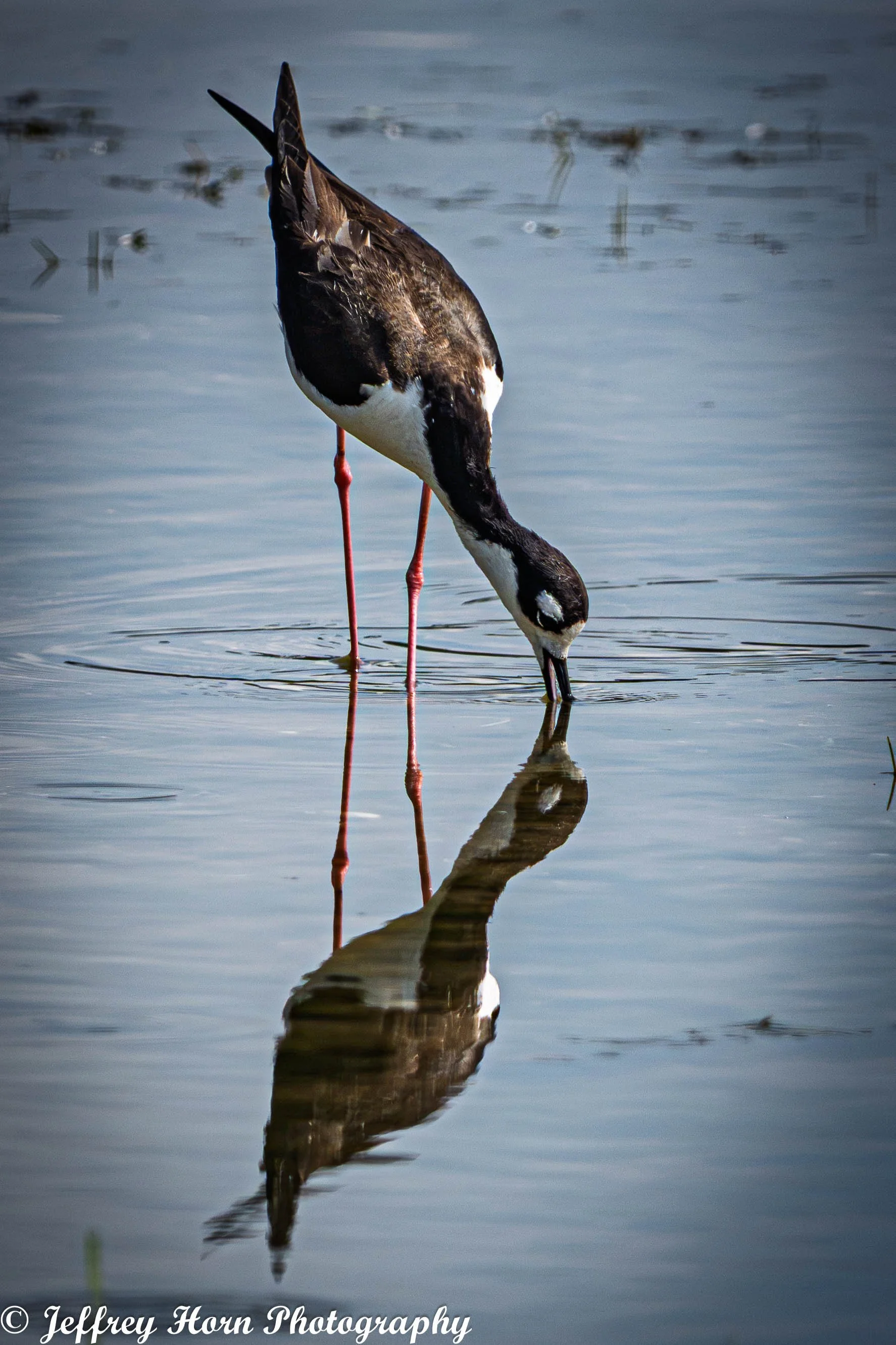 Black-necked Stilt hunting-2.jpg
