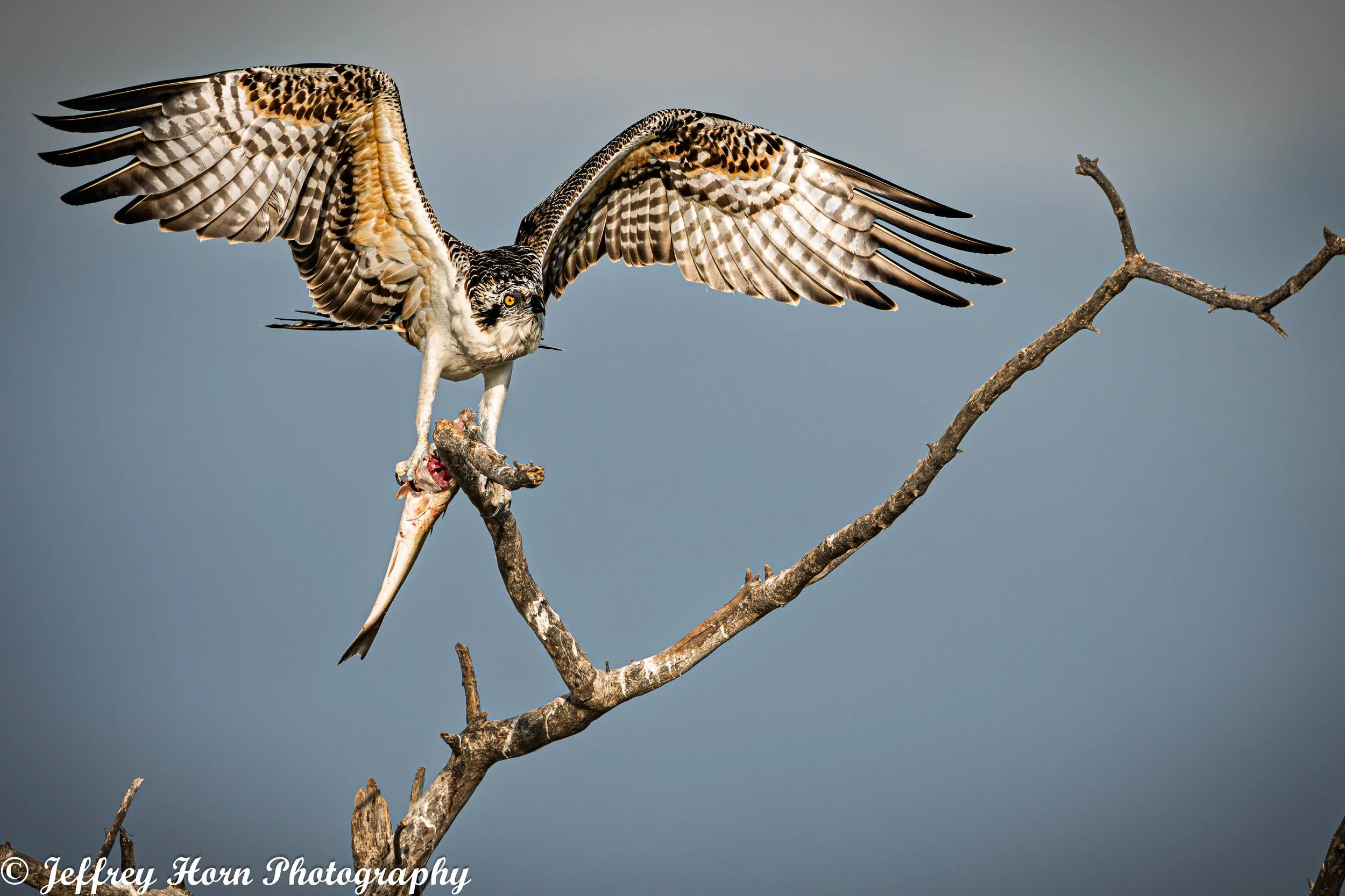 Osprey landing with a fish-1.jpg