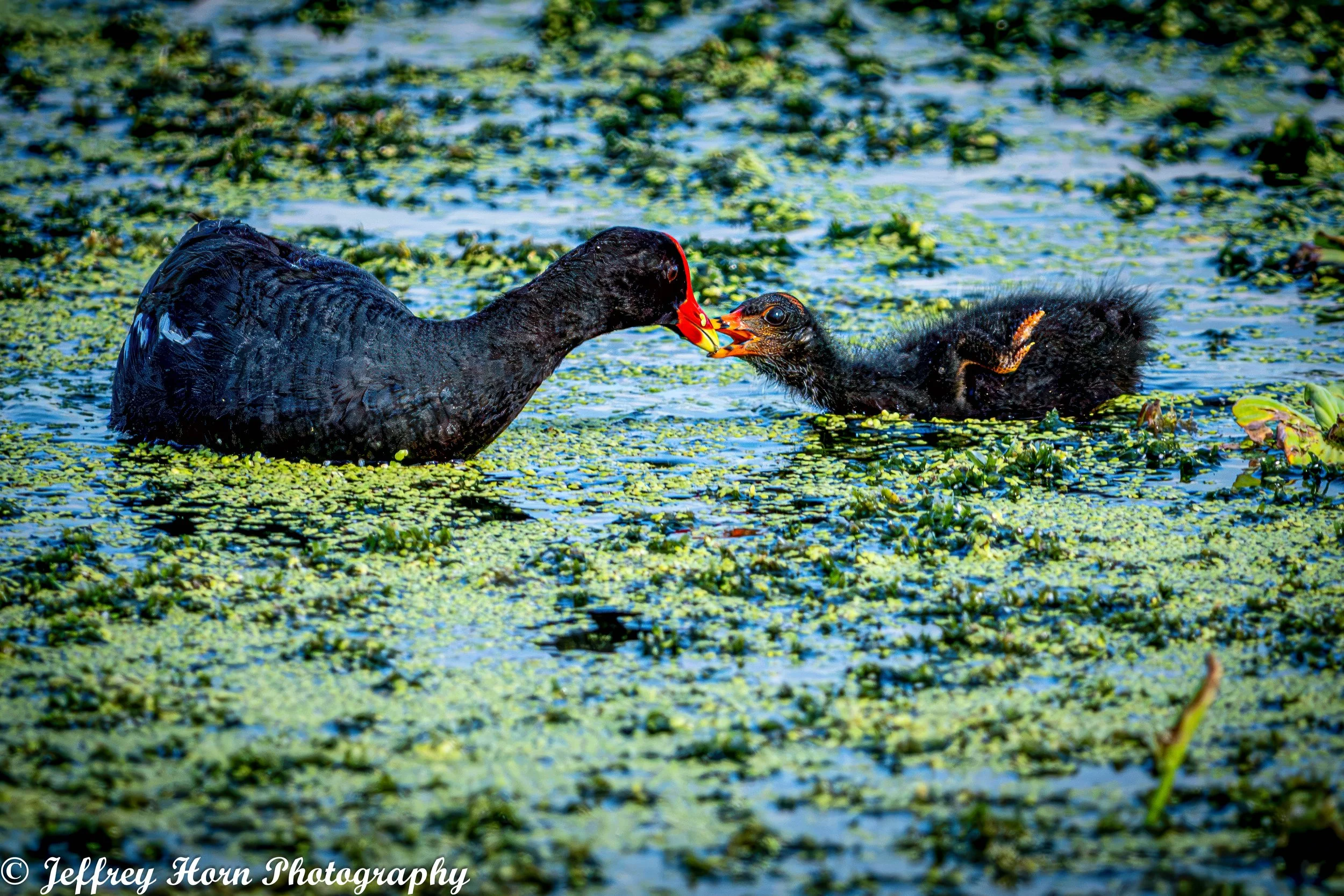 Common Gallinule mom feeding her chick-5.jpg