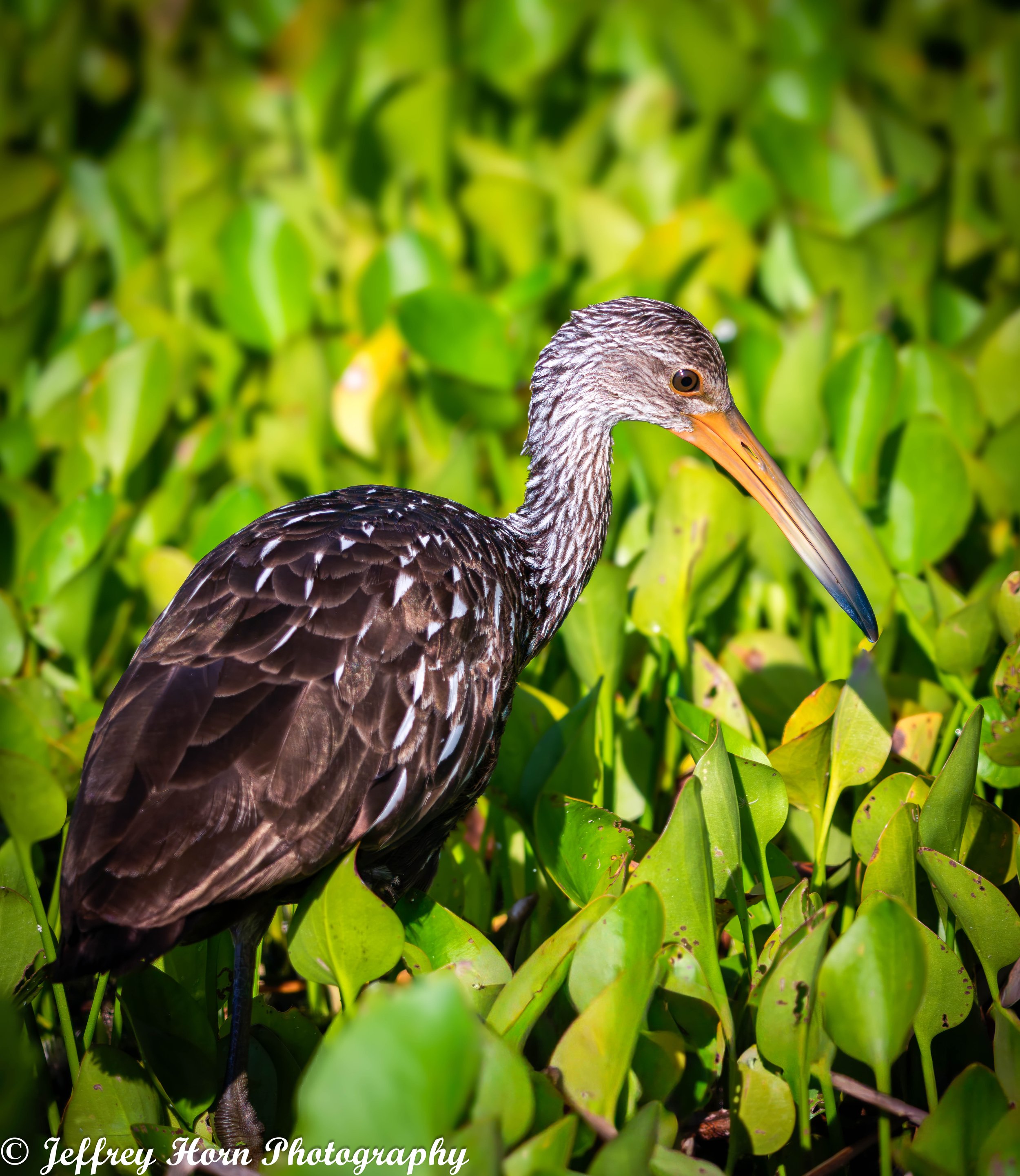 Limpkin-1.jpg