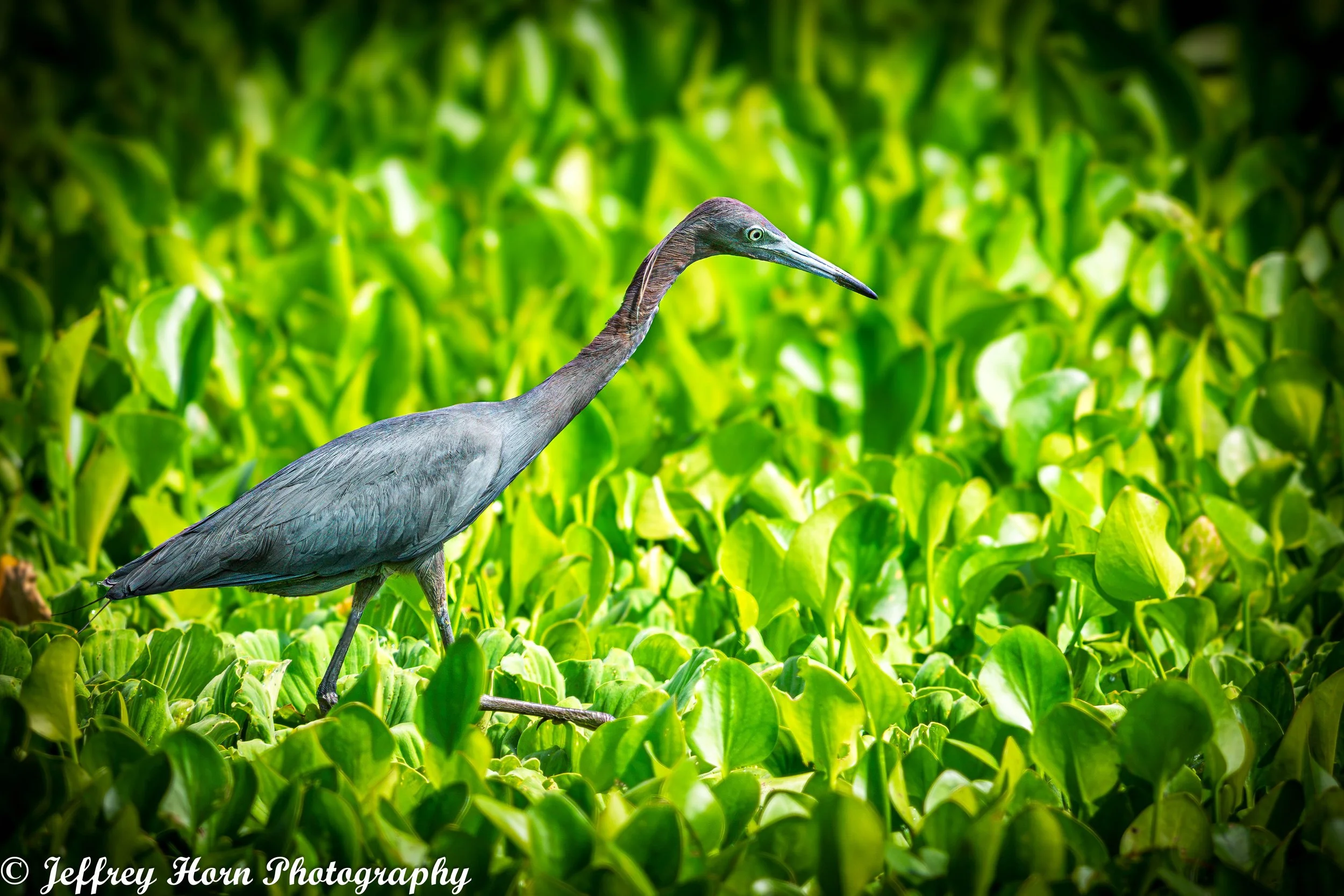 Little Blue Heron walking wetlands-1.jpg