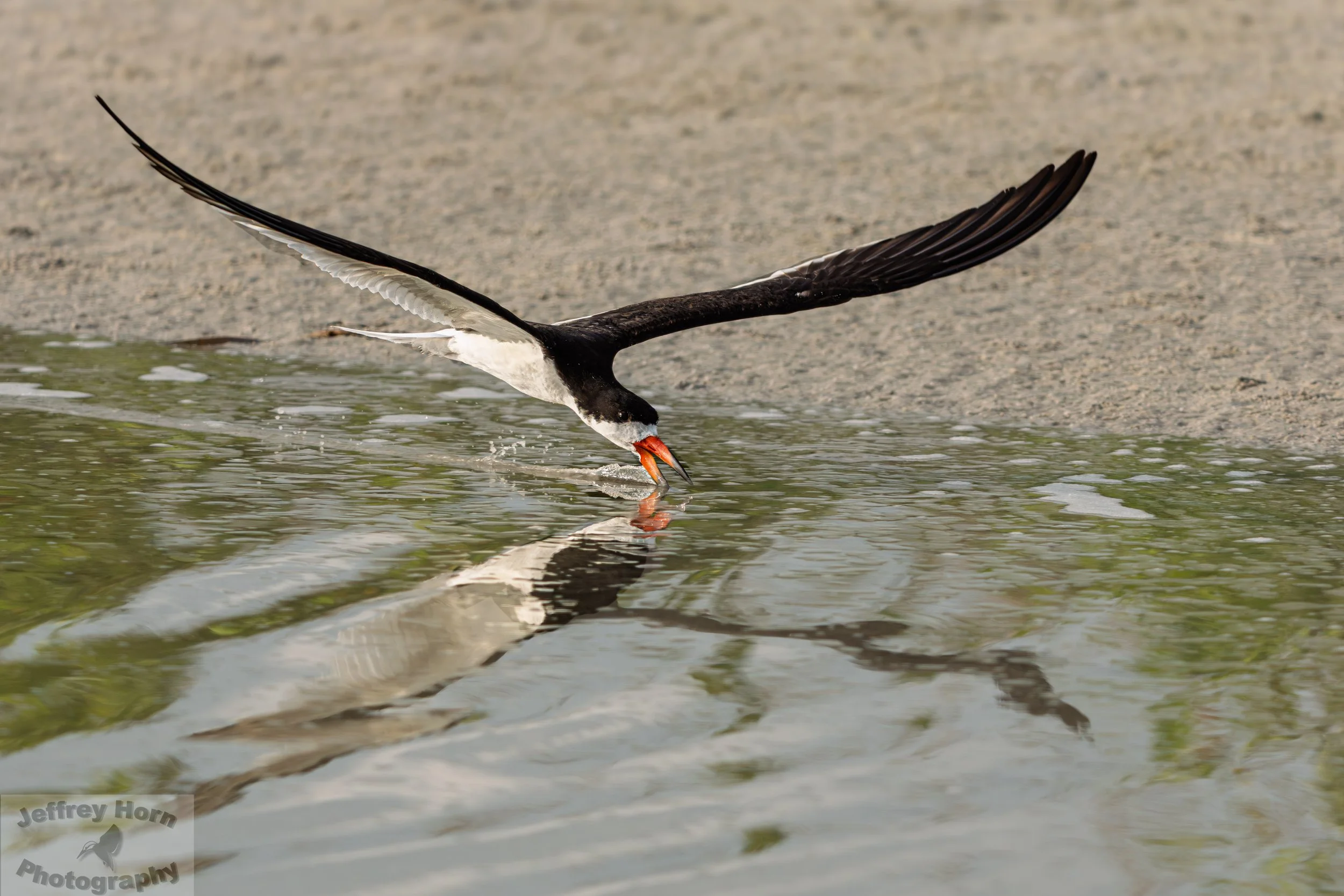 Black Skimmer in flight-9.jpg