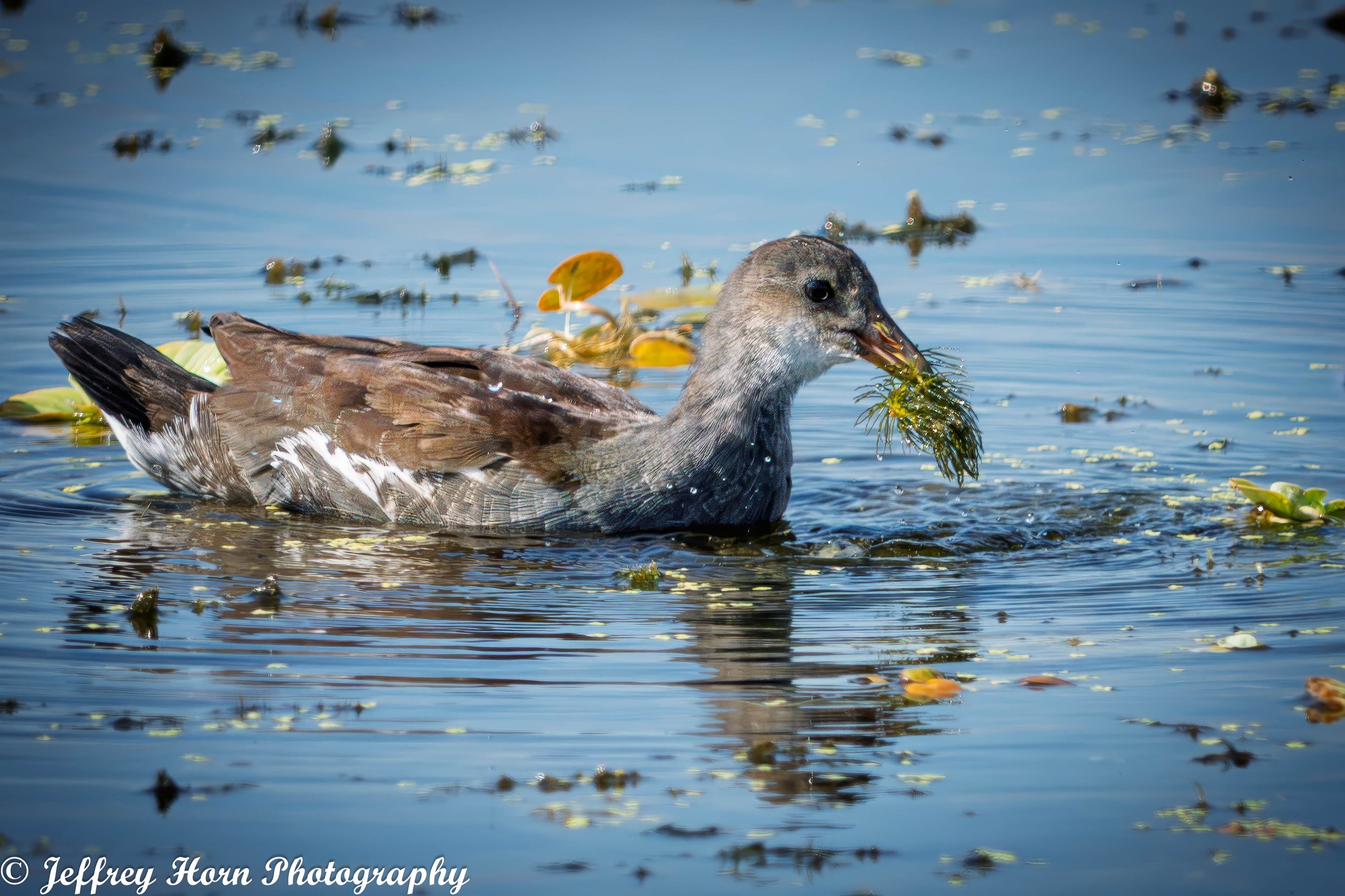 Common Moorhen eating-1.jpg