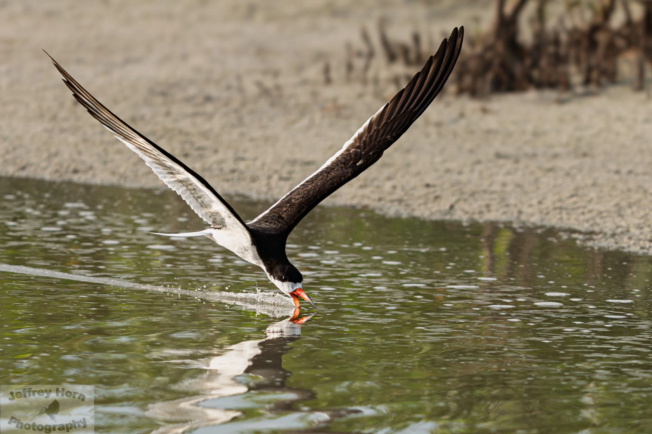 Black Skimmer in flight-8.jpg